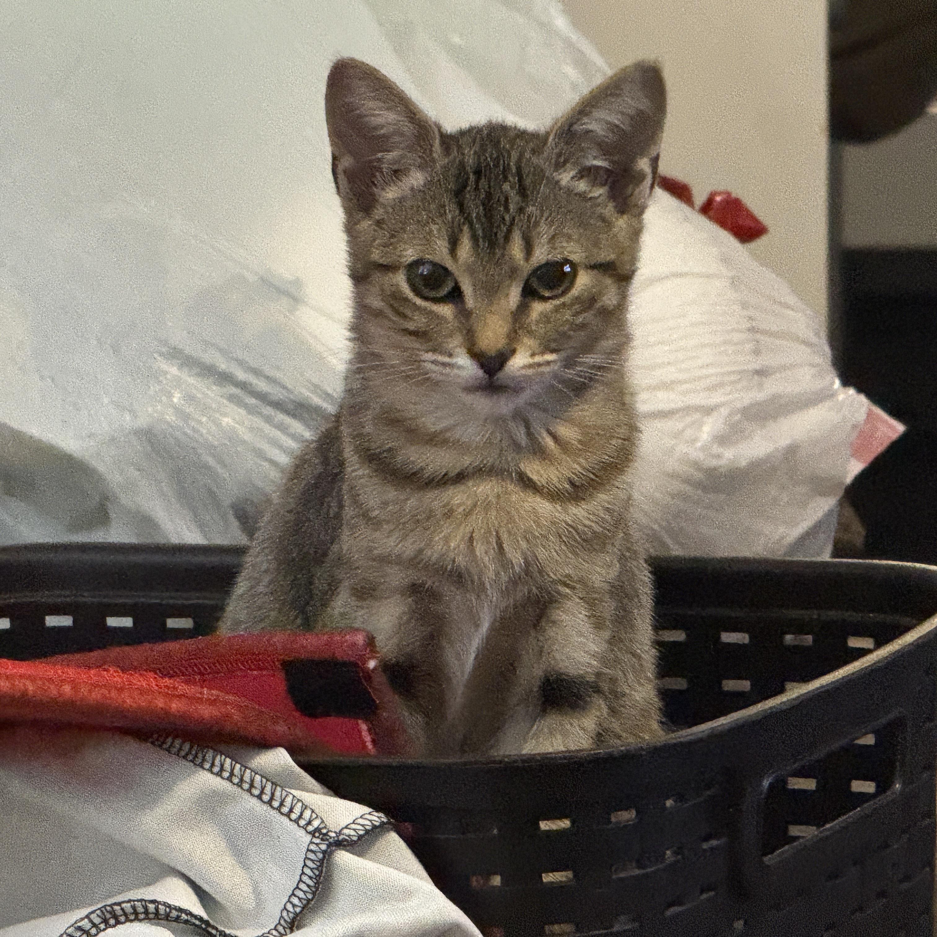 Nala , a ADOPTABLE Domestic Short Hair in Fort Oglethorpe, GA image 6/6