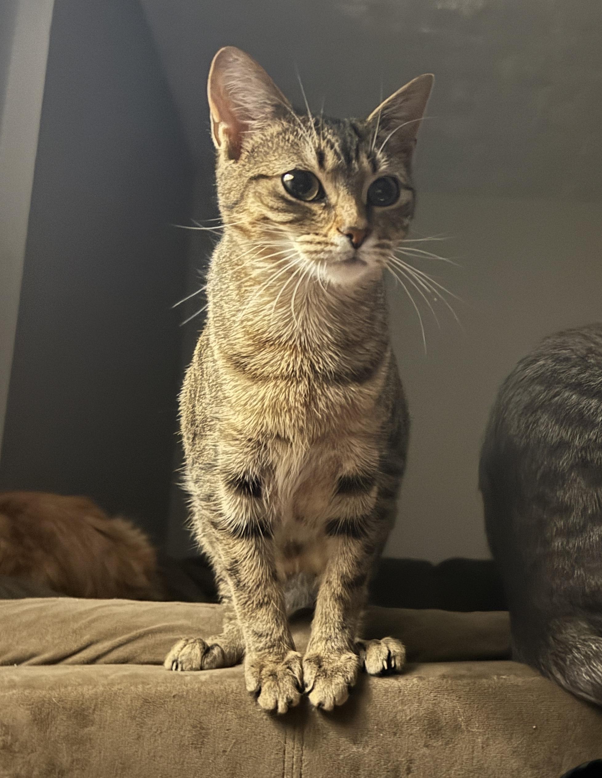 Nala , a ADOPTABLE Domestic Short Hair in Fort Oglethorpe, GA image 1/6