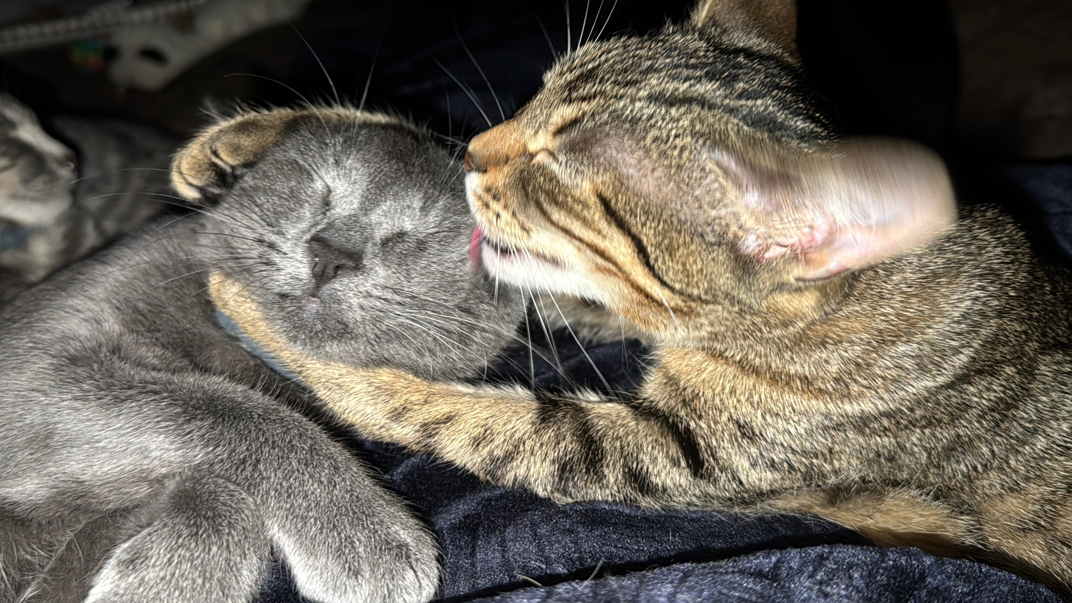 Nala , a ADOPTABLE Domestic Short Hair in Fort Oglethorpe, GA image 2/6