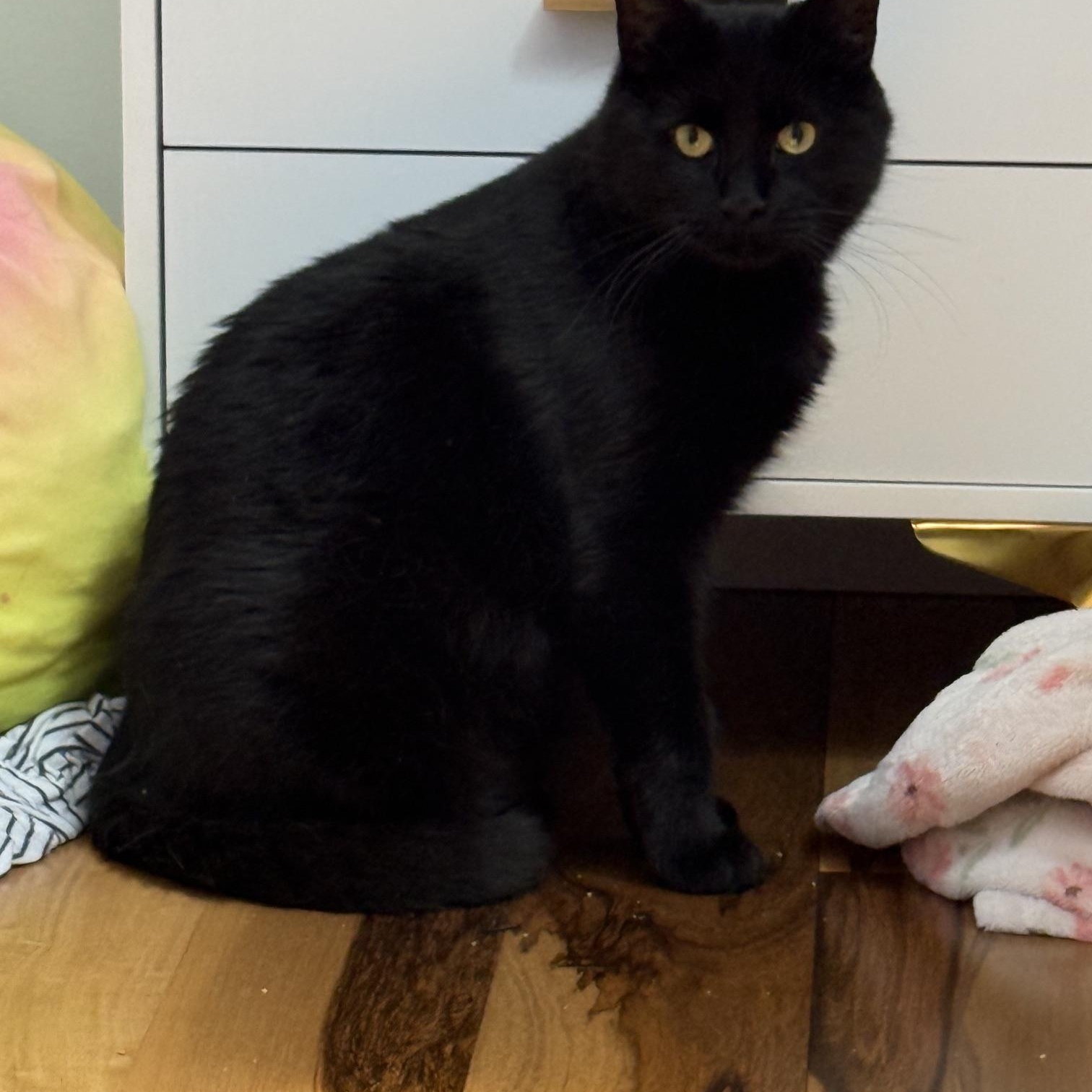 Salem, a ADOPTABLE Domestic Short Hair in Philadelphia, PA image 2/4