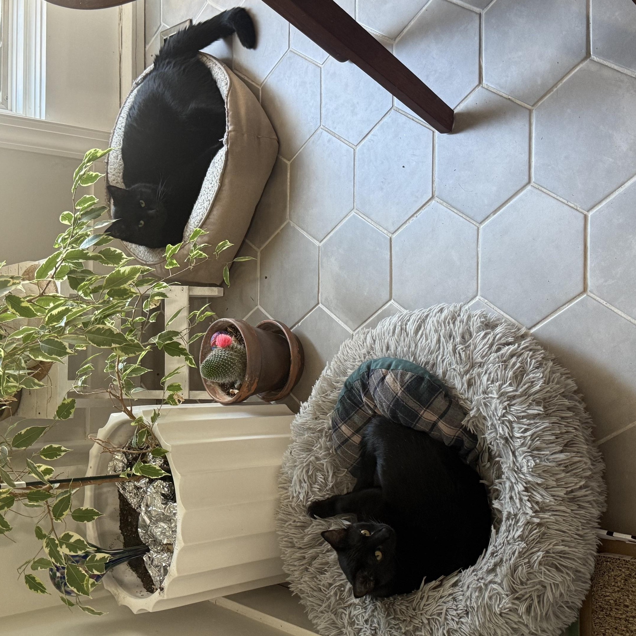 Enlarge Salem & Chipotle, a ADOPTABLE Domestic Short Hair in Philadelphia, PA image 4/6