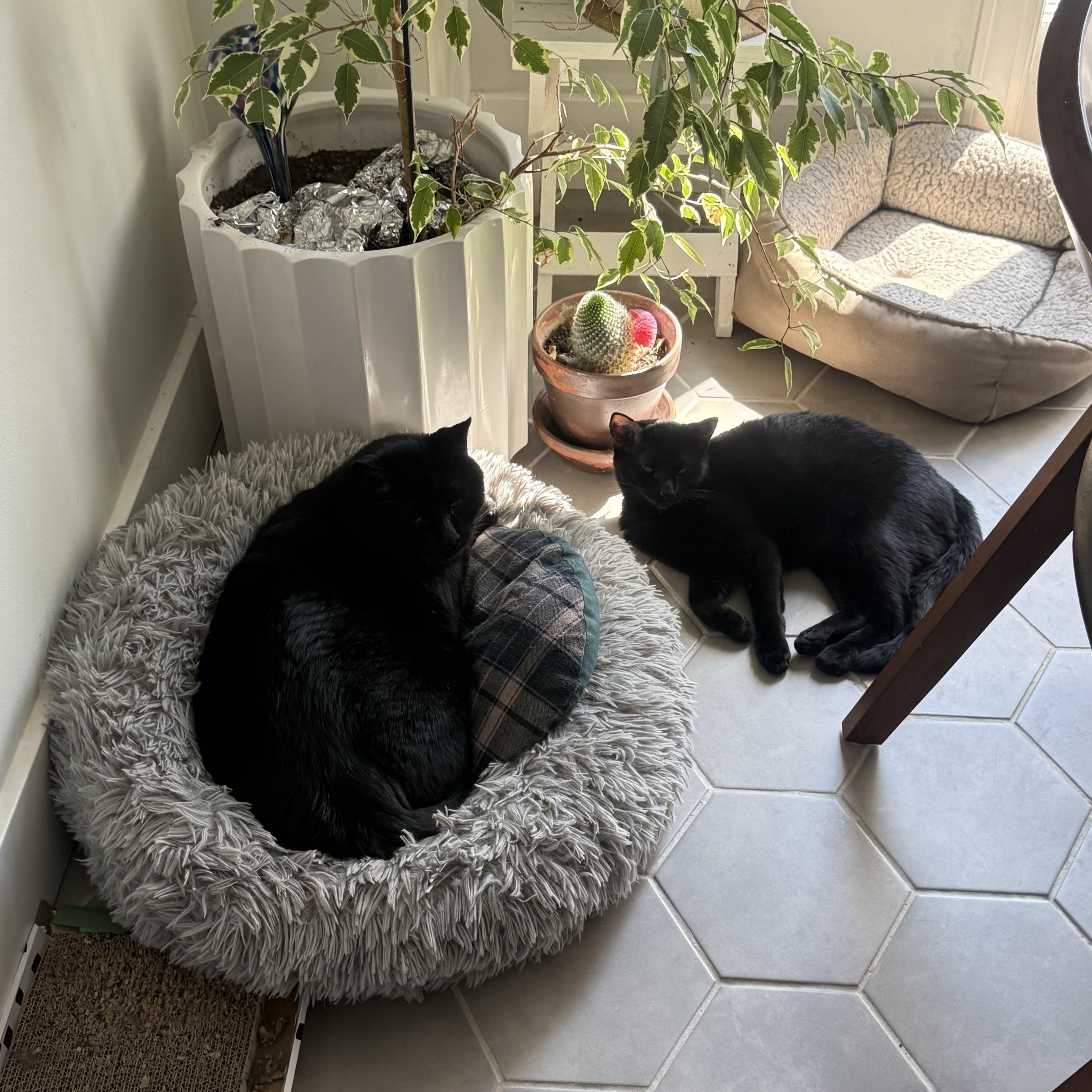Enlarge Salem & Chipotle, a ADOPTABLE Domestic Short Hair in Philadelphia, PA image 6/6