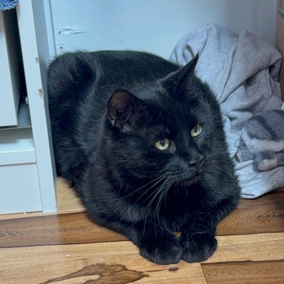 Salem, a ADOPTABLE Domestic Short Hair in Philadelphia, PA image 4/4