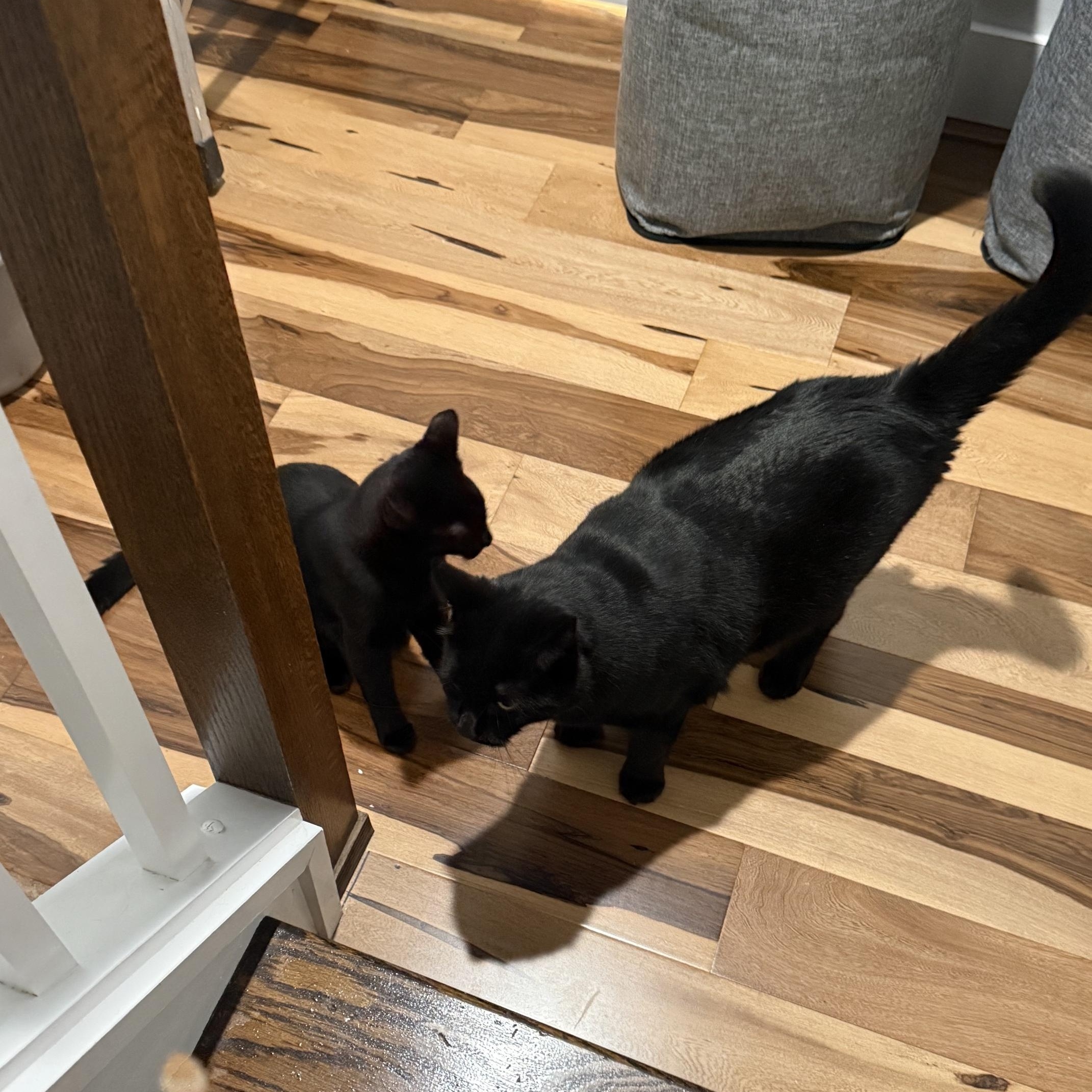 Enlarge Salem & Chipotle, a ADOPTABLE Domestic Short Hair in Philadelphia, PA image 5/6