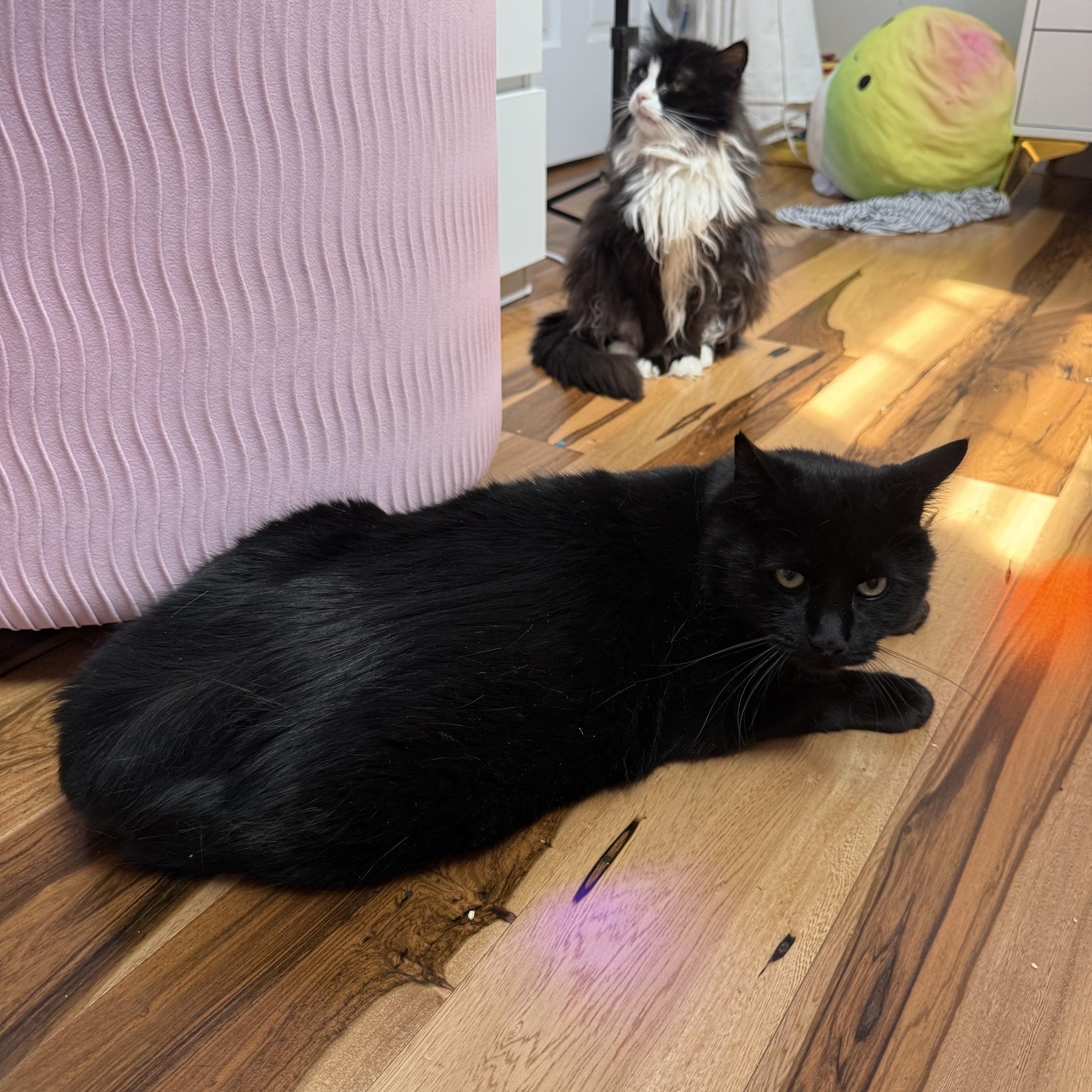 Salem, a ADOPTABLE Domestic Short Hair in Philadelphia, PA image 3/4