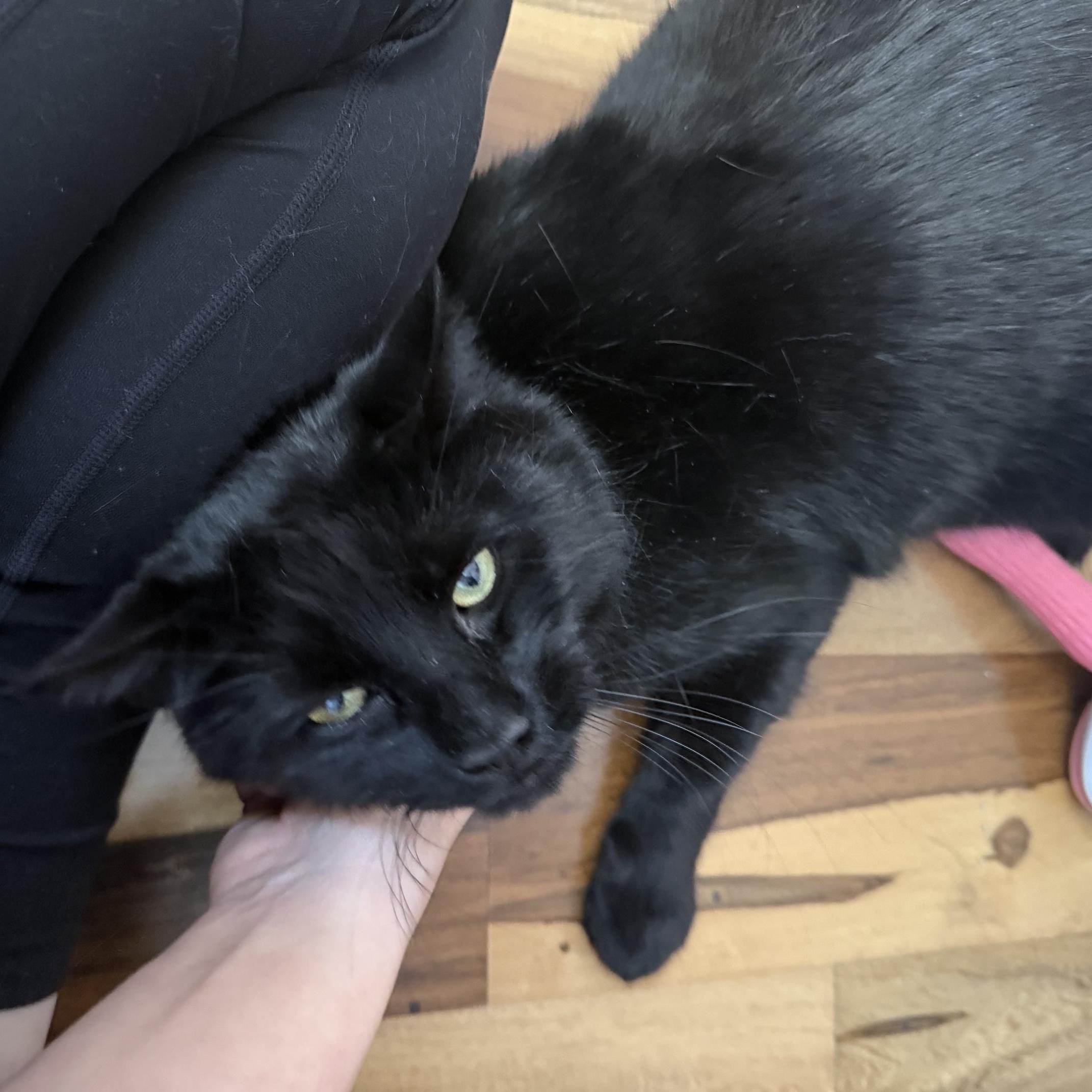 Salem, ADOPTABLE, Adult Male Domestic Short Hair.