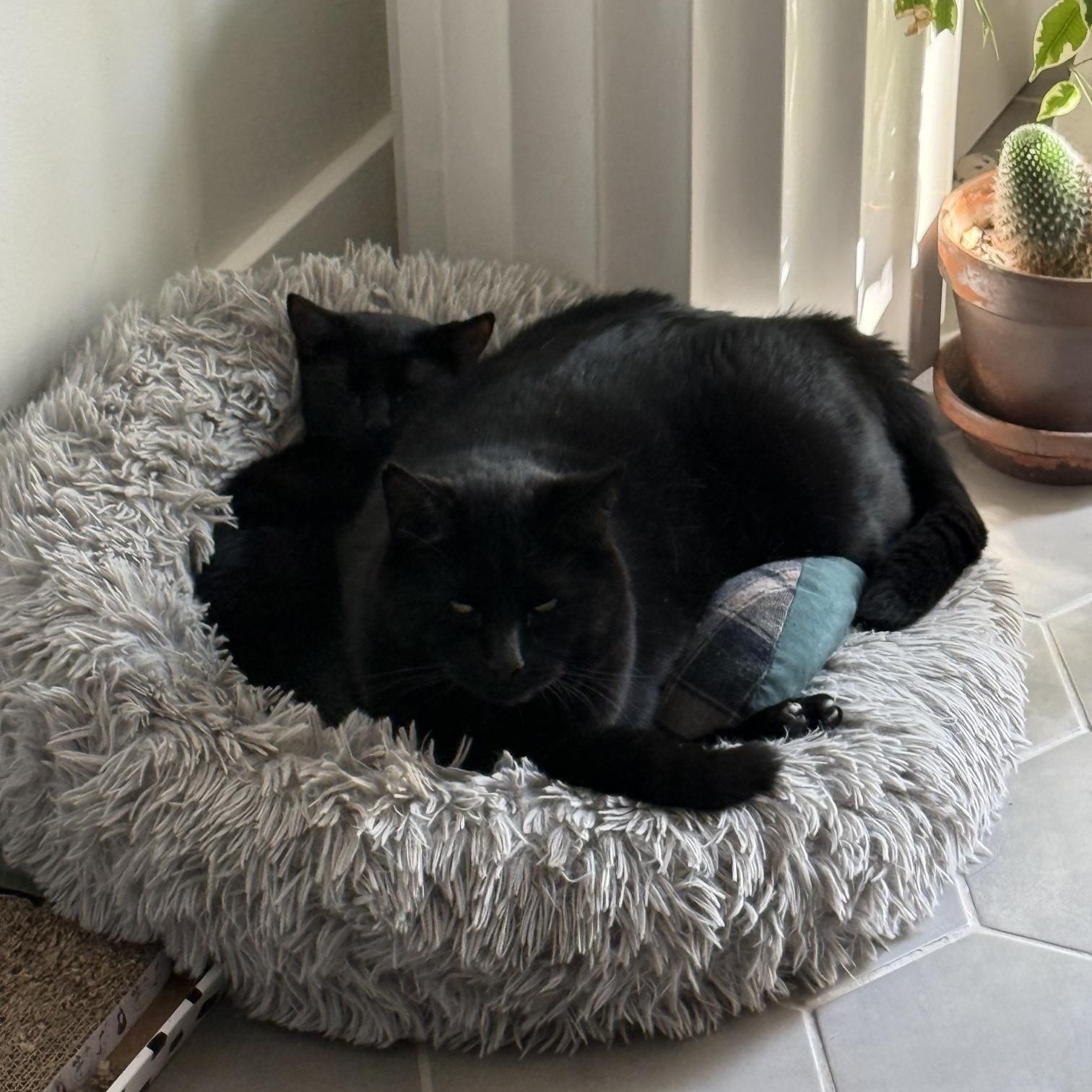 Enlarge Salem & Chipotle, a ADOPTABLE Domestic Short Hair in Philadelphia, PA image 1/6