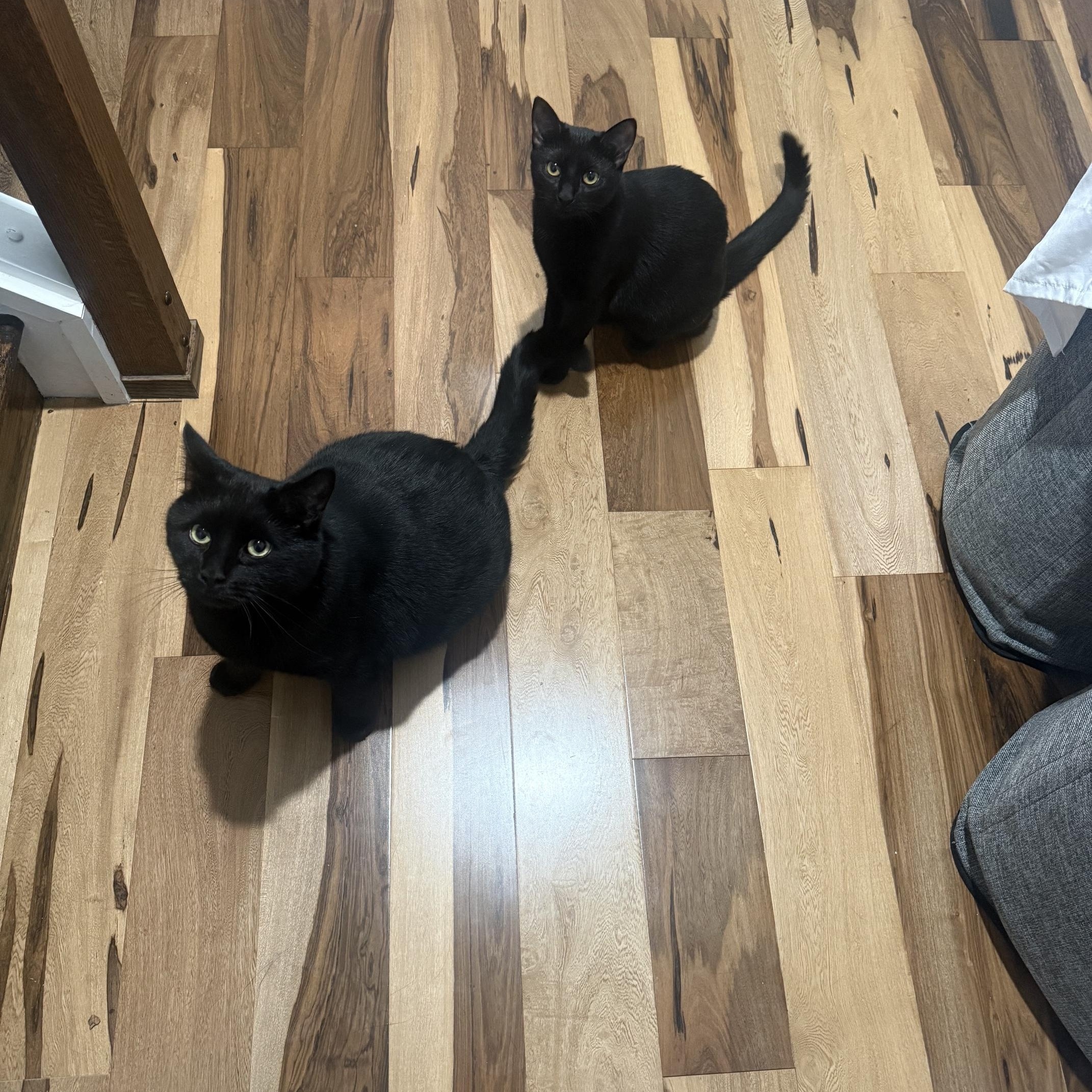 Enlarge Salem & Chipotle, a ADOPTABLE Domestic Short Hair in Philadelphia, PA image 2/6