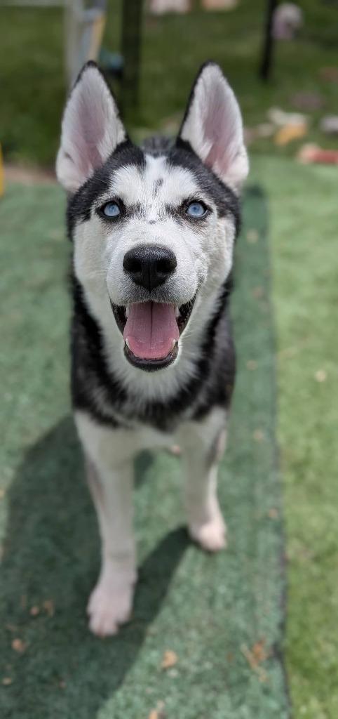 Sasha, Adoptable, Puppy Female Husky.