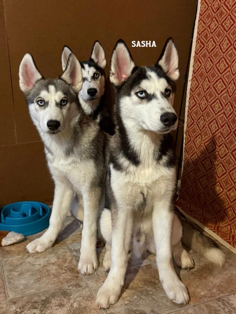 Enlarge Sasha, a Adoptable Husky in Libertyville, IL image 2/6