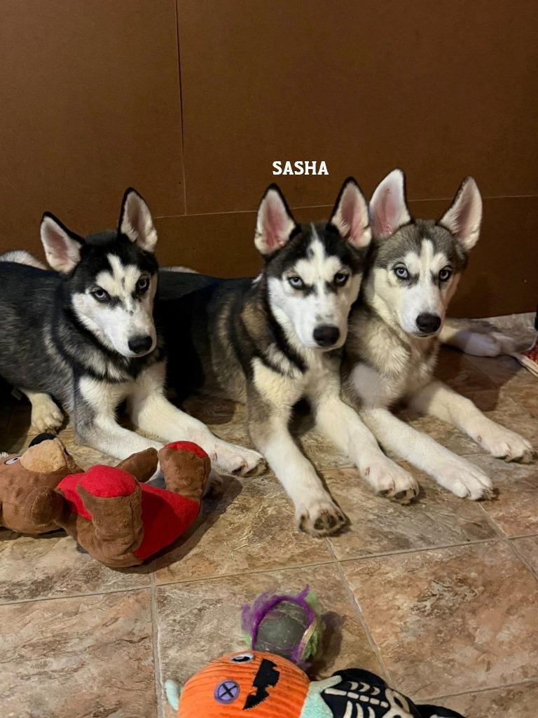 Enlarge Sasha, a Adoptable Husky in Libertyville, IL image 3/6