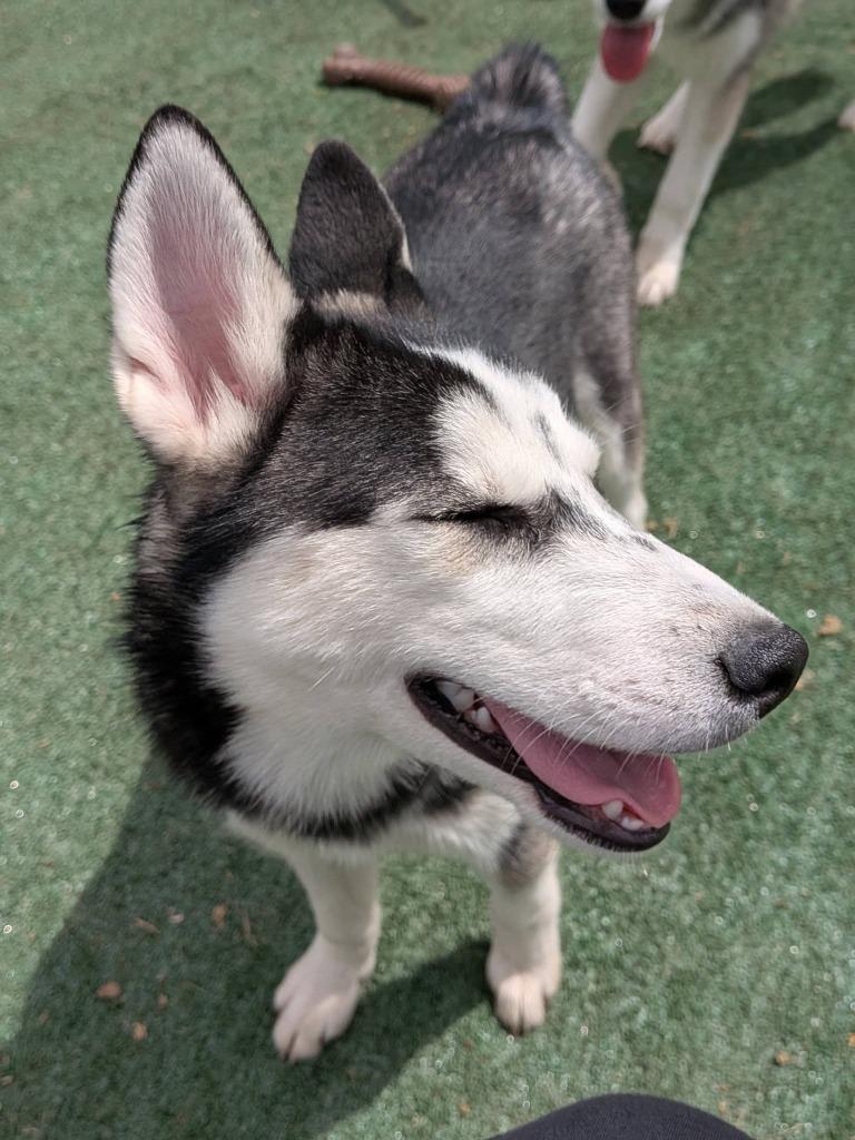 Enlarge Sasha, a Adoptable Husky in Libertyville, IL image 4/6