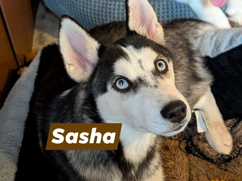 Enlarge Sasha, a Adoptable Husky in Libertyville, IL image 5/6