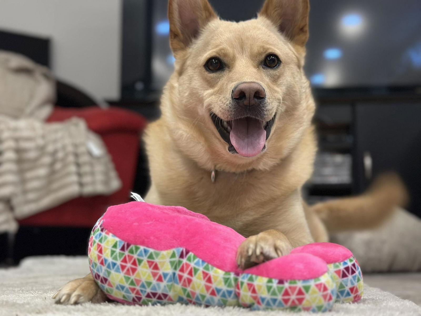 Vaquita, Adoptable, Adult Female White German Shepherd.