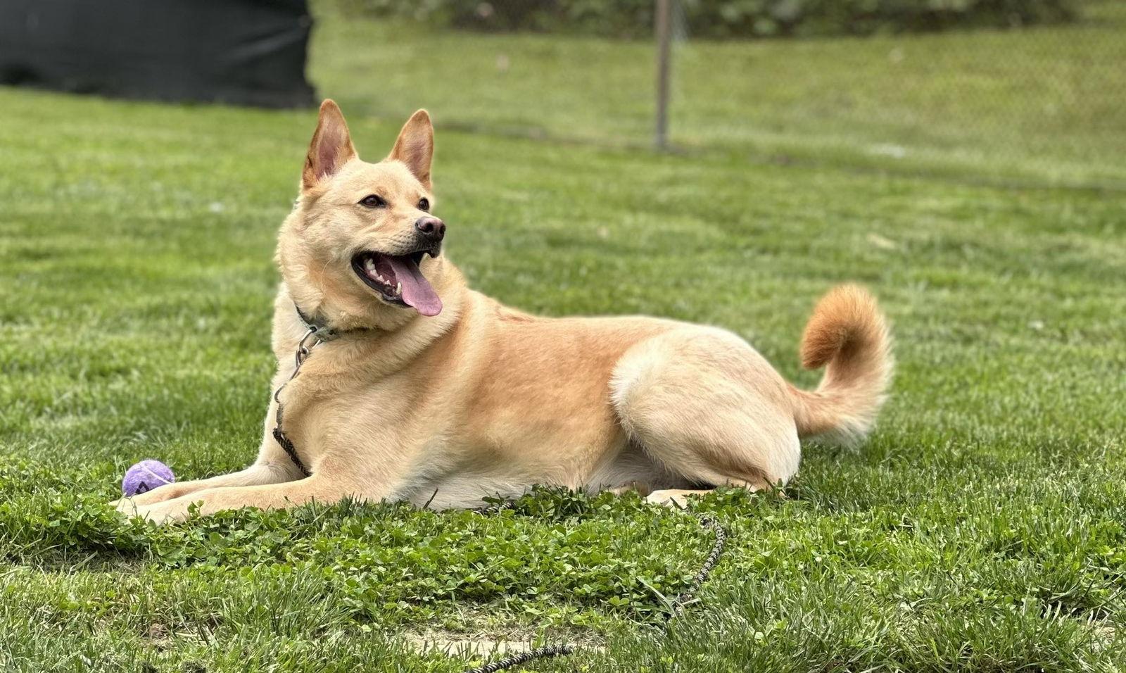 Enlarge Vaquita, a Adoptable White German Shepherd in Wilmington, DE image 2/3