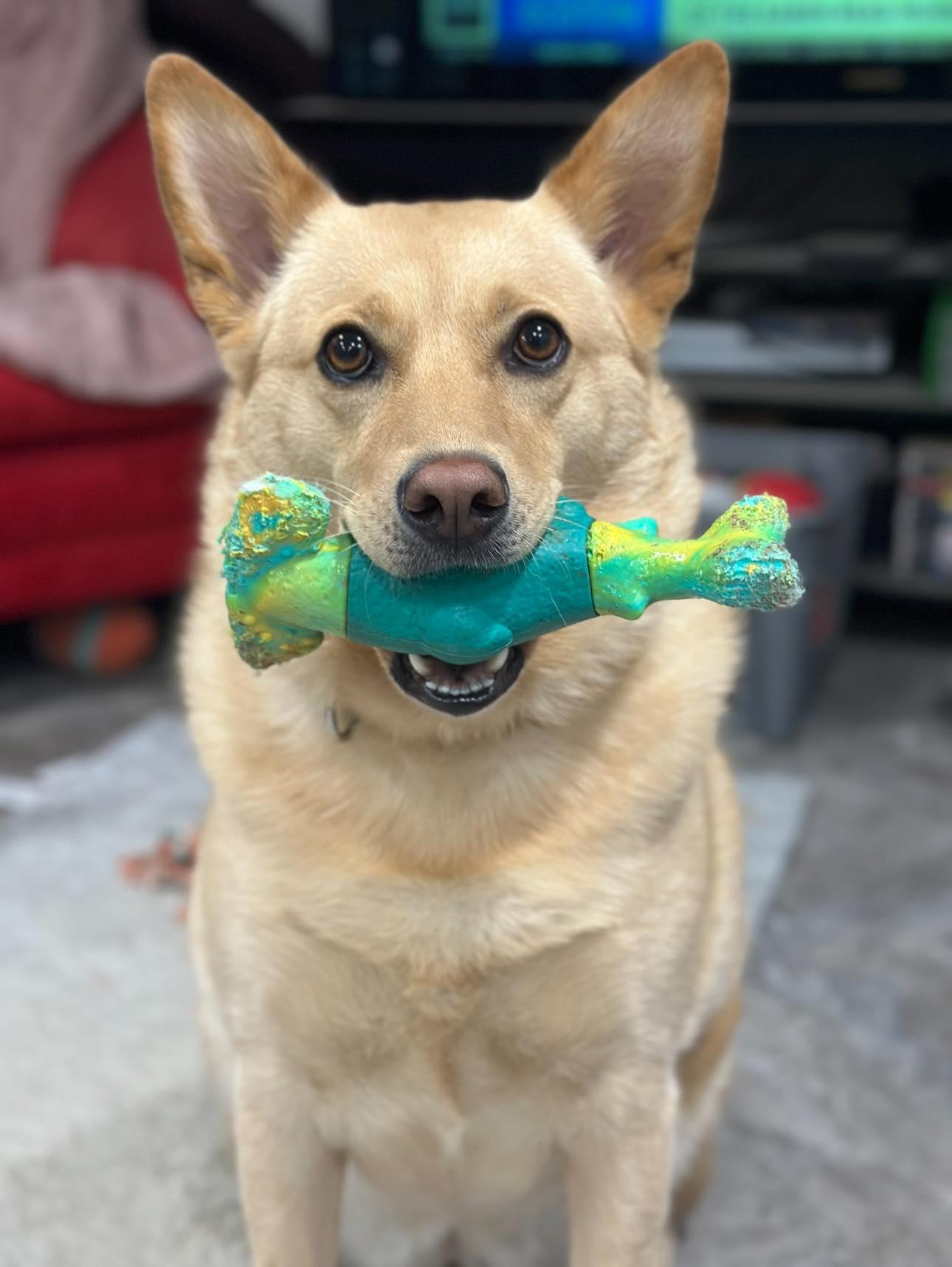 Enlarge Vaquita, a Adoptable White German Shepherd in Wilmington, DE image 3/3