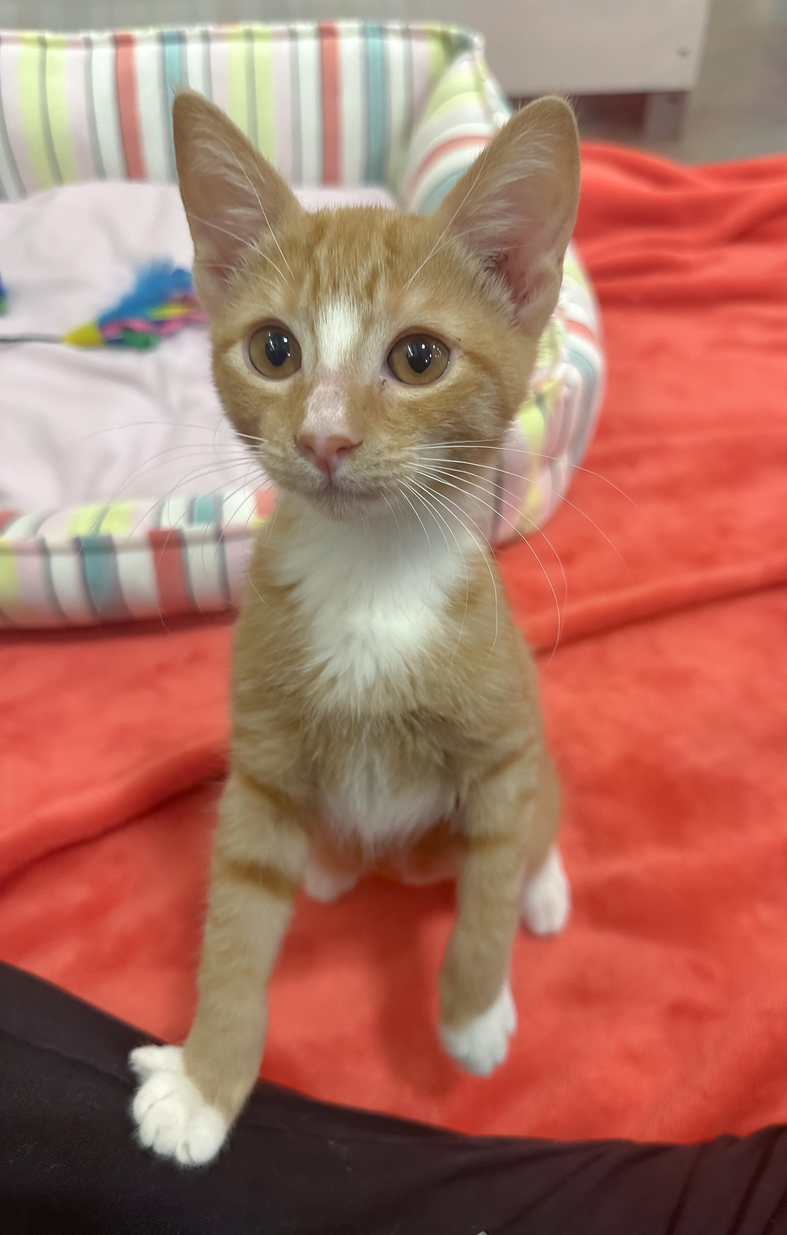 Enlarge Myla, a ADOPTABLE Domestic Short Hair in Oakley, CA image 2/6
