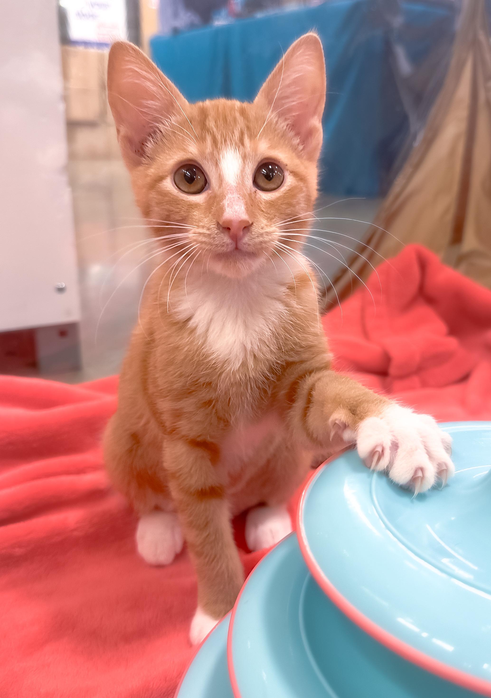 Enlarge Myla, a ADOPTABLE Domestic Short Hair in Oakley, CA image 5/6