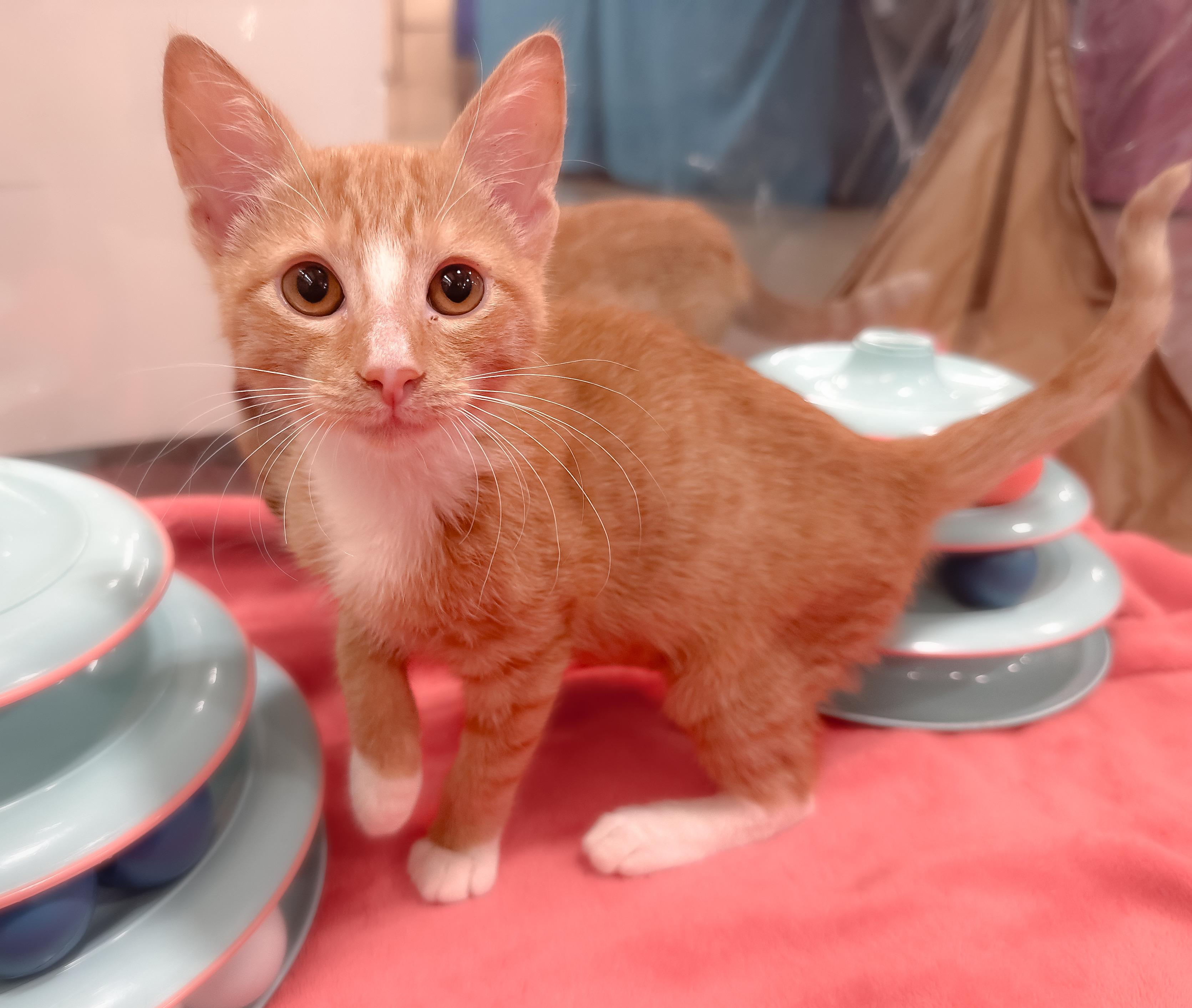Enlarge Myla, a ADOPTABLE Domestic Short Hair in Oakley, CA image 3/6
