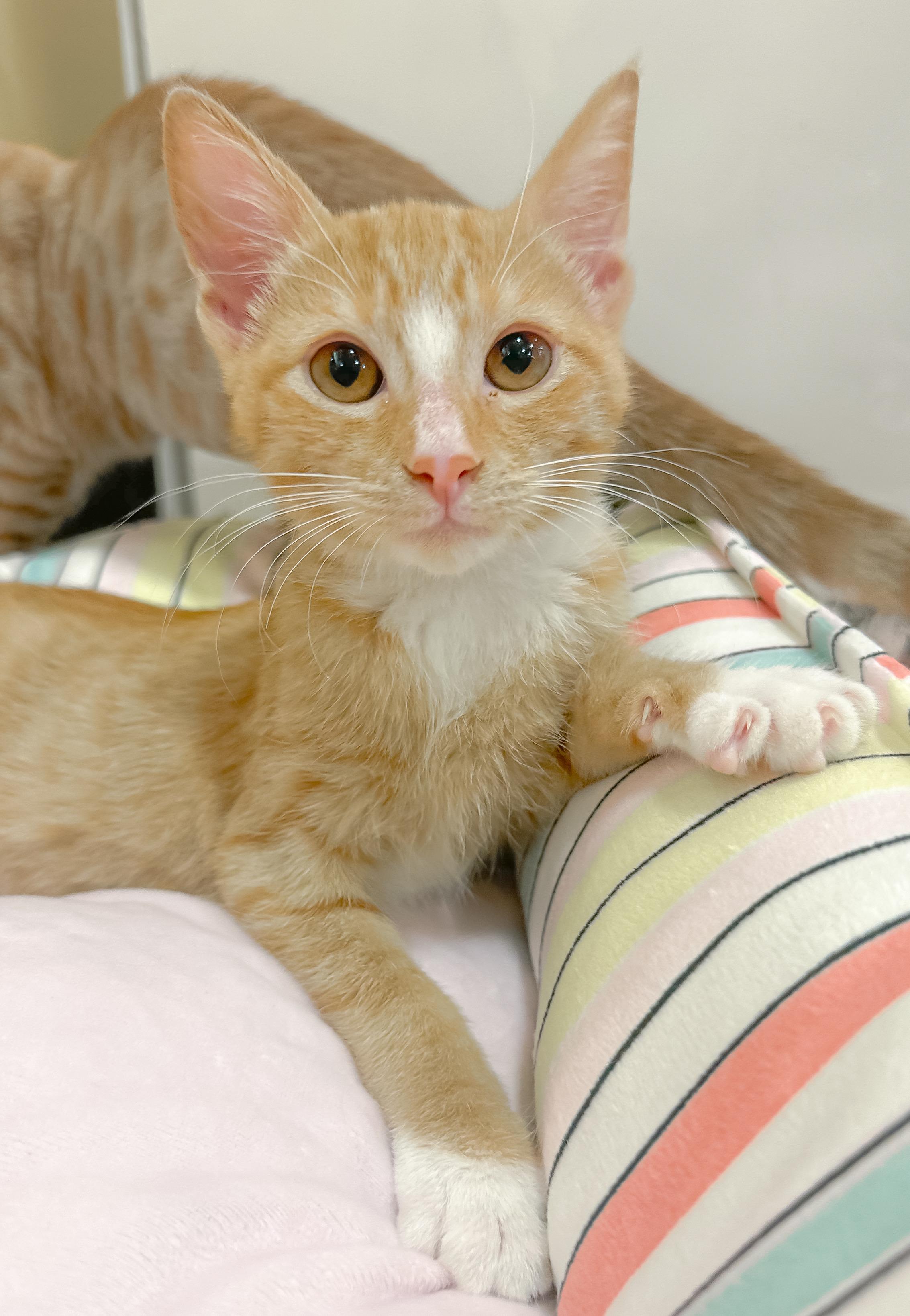 Enlarge Myla, a ADOPTABLE Domestic Short Hair in Oakley, CA image 6/6