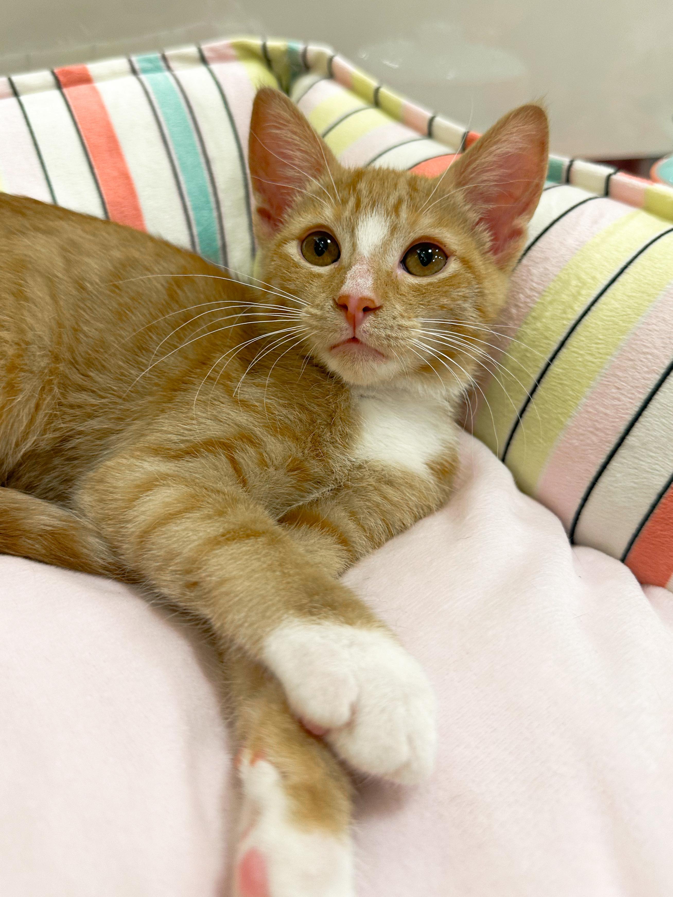 Enlarge Myla, a ADOPTABLE Domestic Short Hair in Oakley, CA image 4/6
