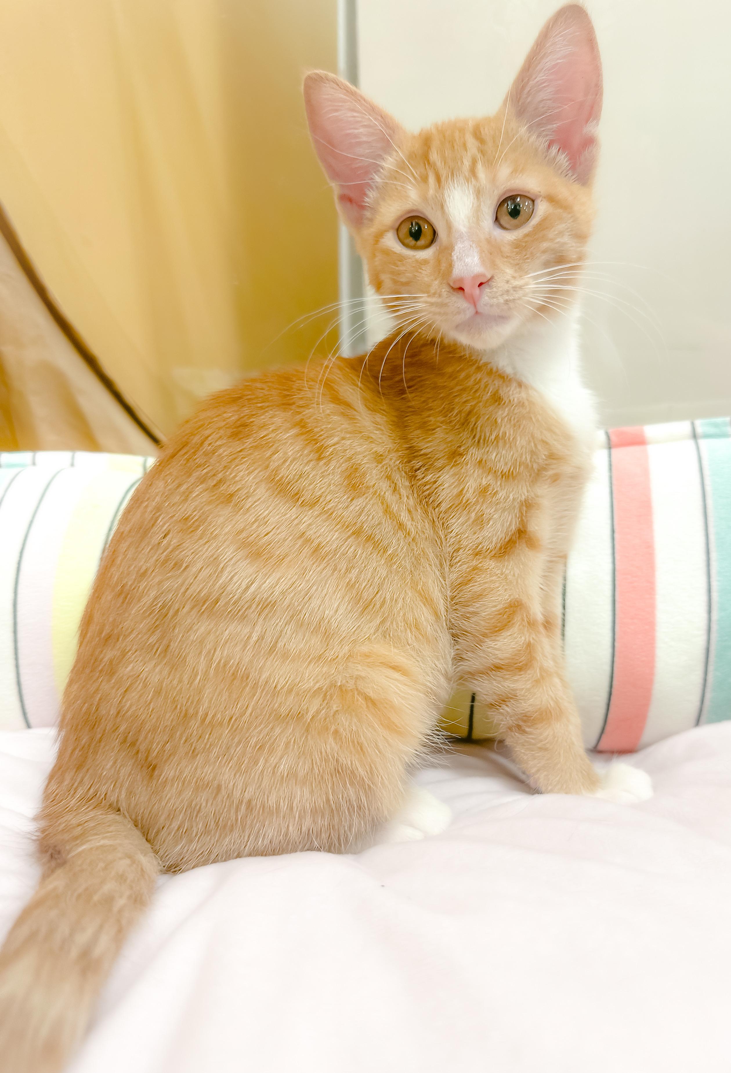 Myla, ADOPTABLE, Kitten Female Domestic Short Hair.