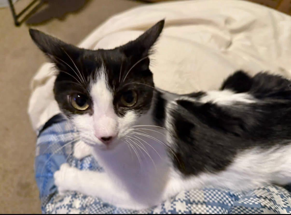 Erie, adoptable, Kitten Male Domestic Short Hair.