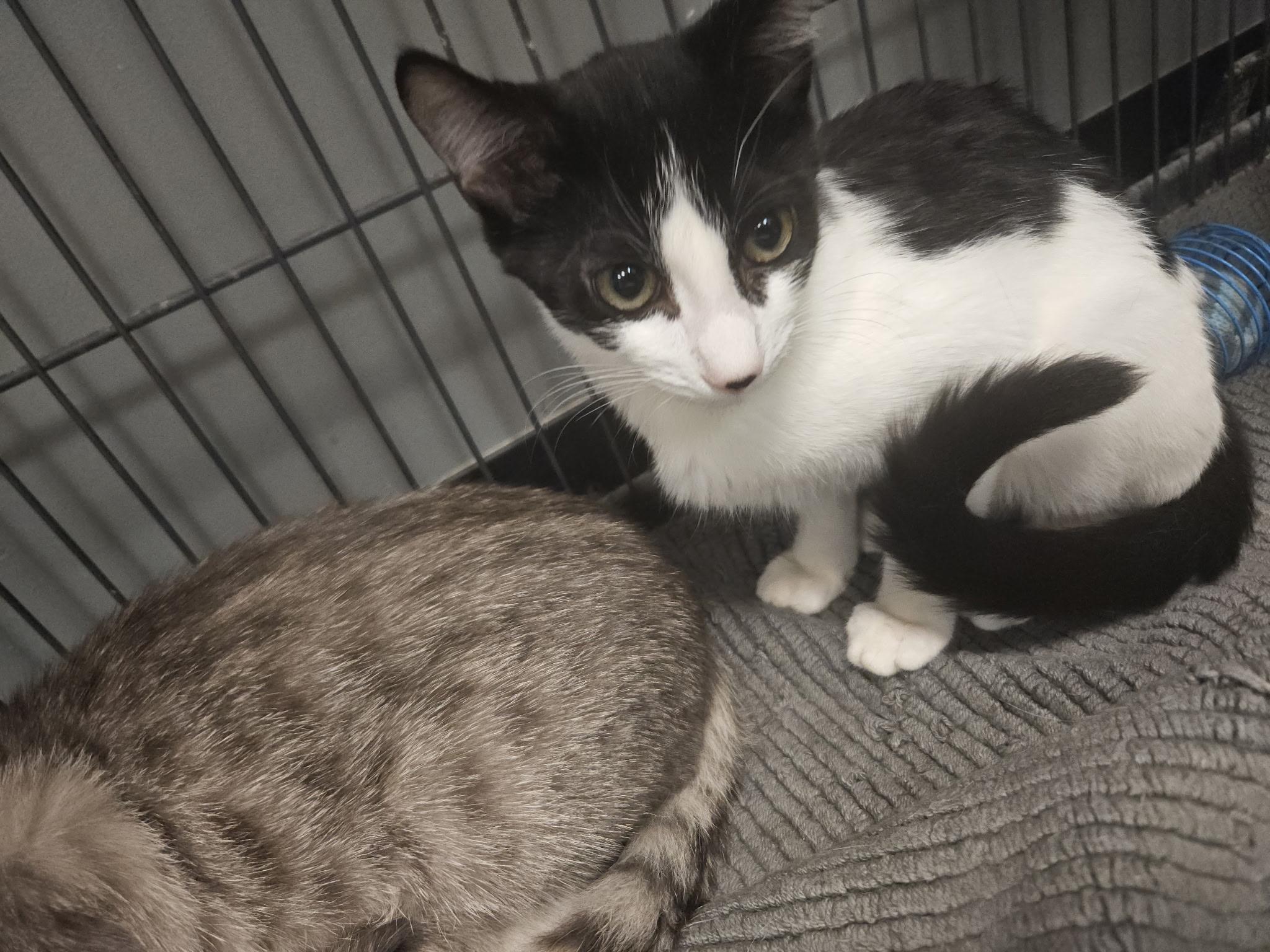 Enlarge Erie, an adoptable Domestic Short Hair in Hamburg, NY image 2/2