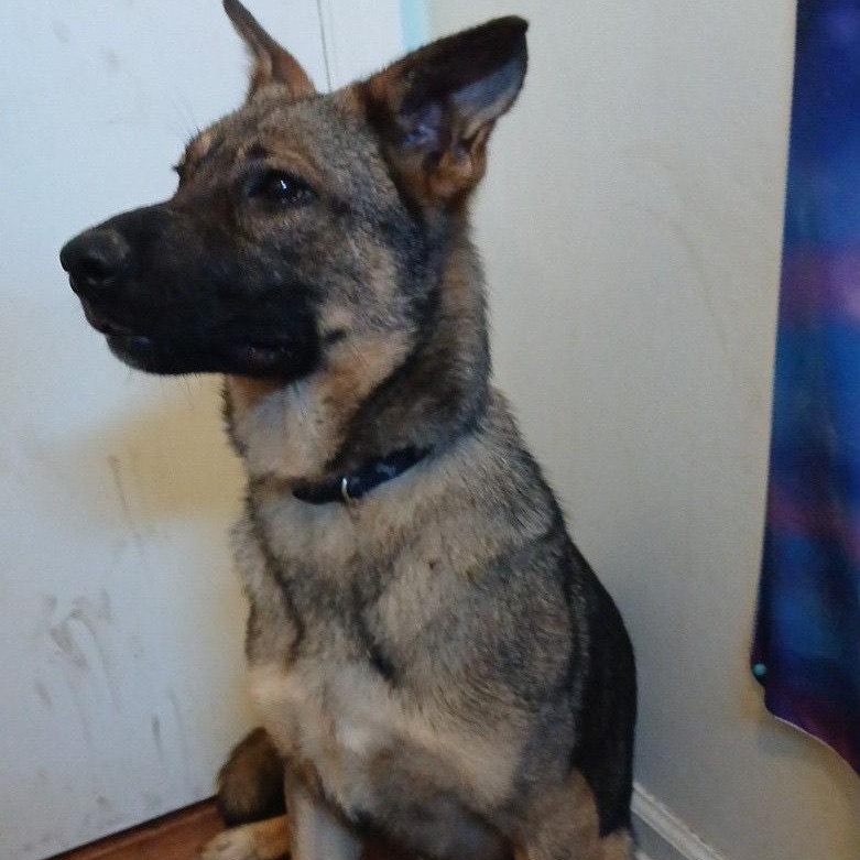 Enlarge Clover- kid & dog friendly!, a Adoptable mixed breed in Raleigh, NC image 3/4