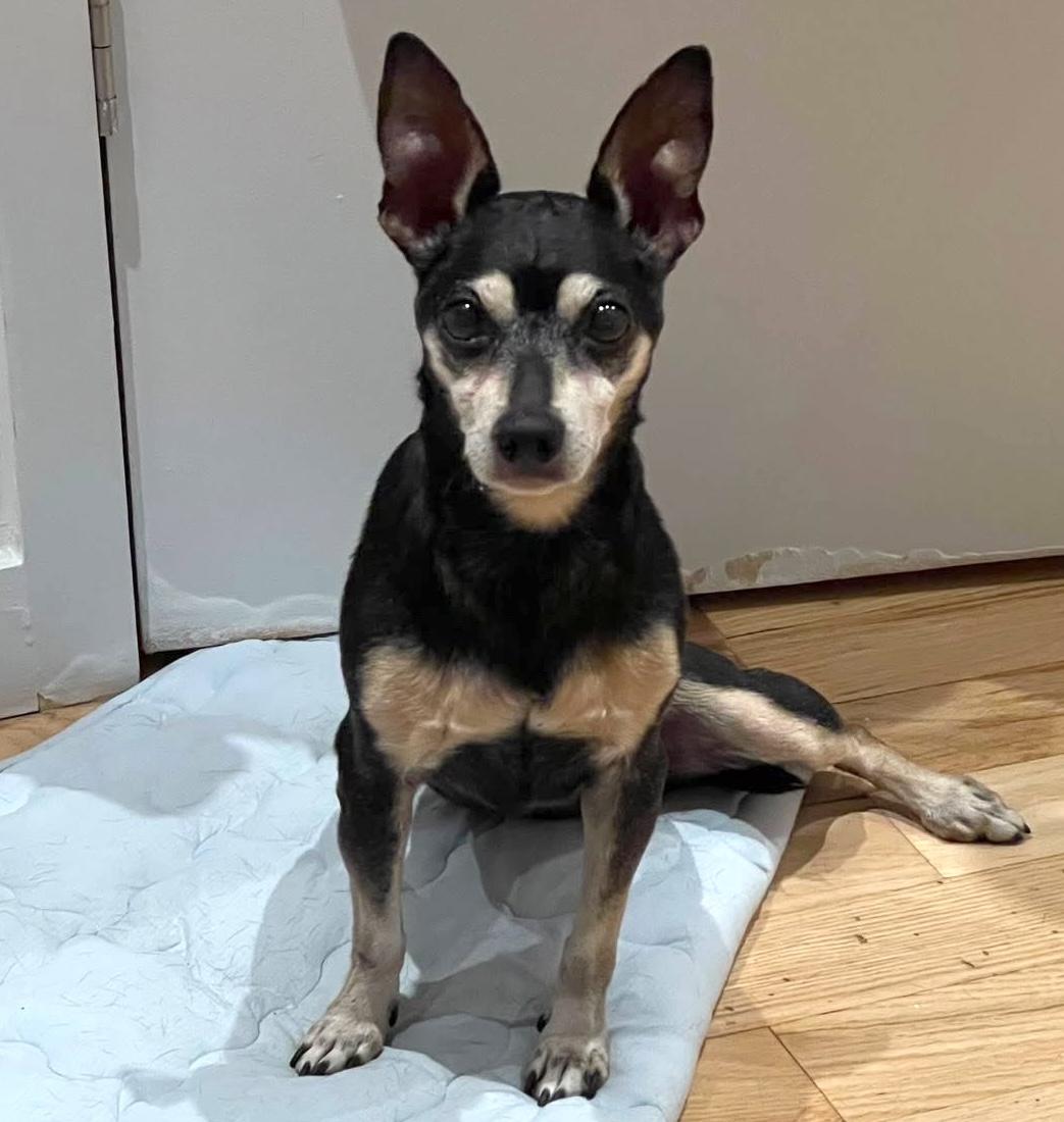 Nina, an adopted Chihuahua in Brooklyn, NY image 3/6