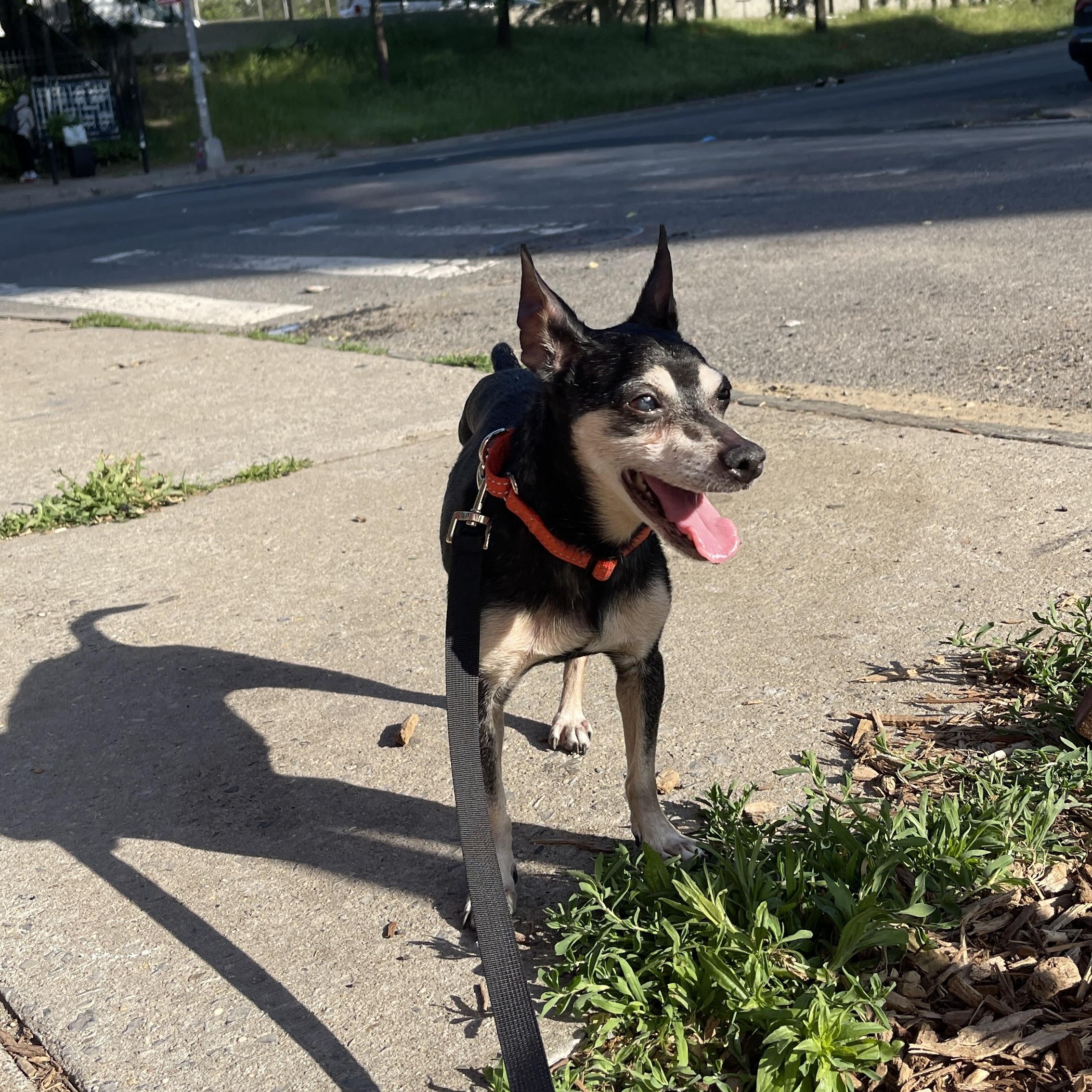 Nina, an adopted Chihuahua in Brooklyn, NY image 4/6