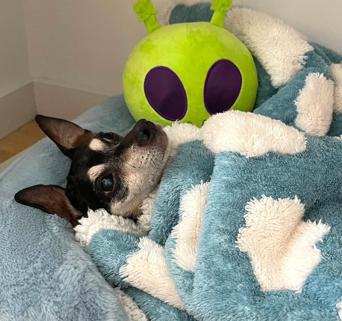 Nina, an adopted Chihuahua in Brooklyn, NY image 2/6