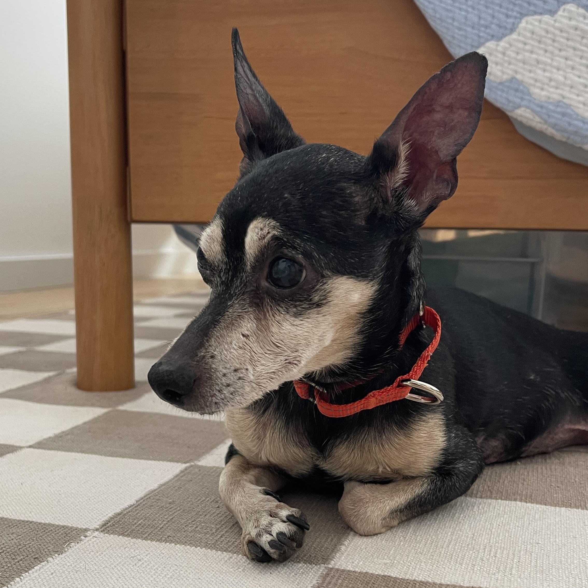 Nina, an adopted Chihuahua in Brooklyn, NY image 5/6