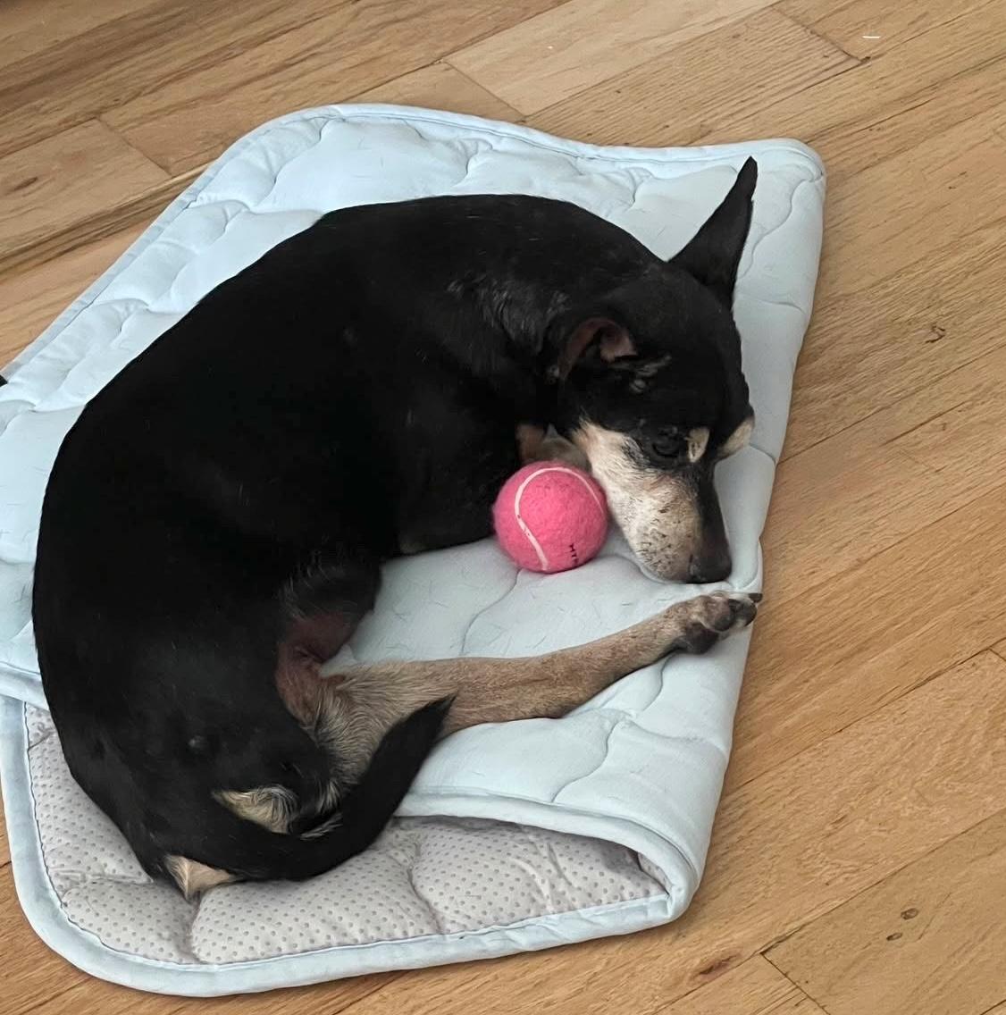 Nina, an adopted Chihuahua in Brooklyn, NY image 6/6