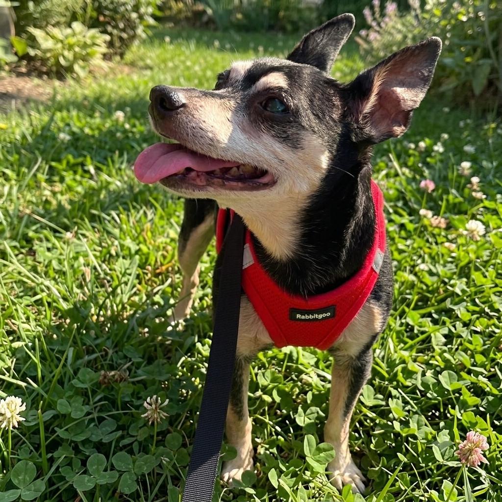 Nina, an adopted Chihuahua in Brooklyn, NY image 1/6