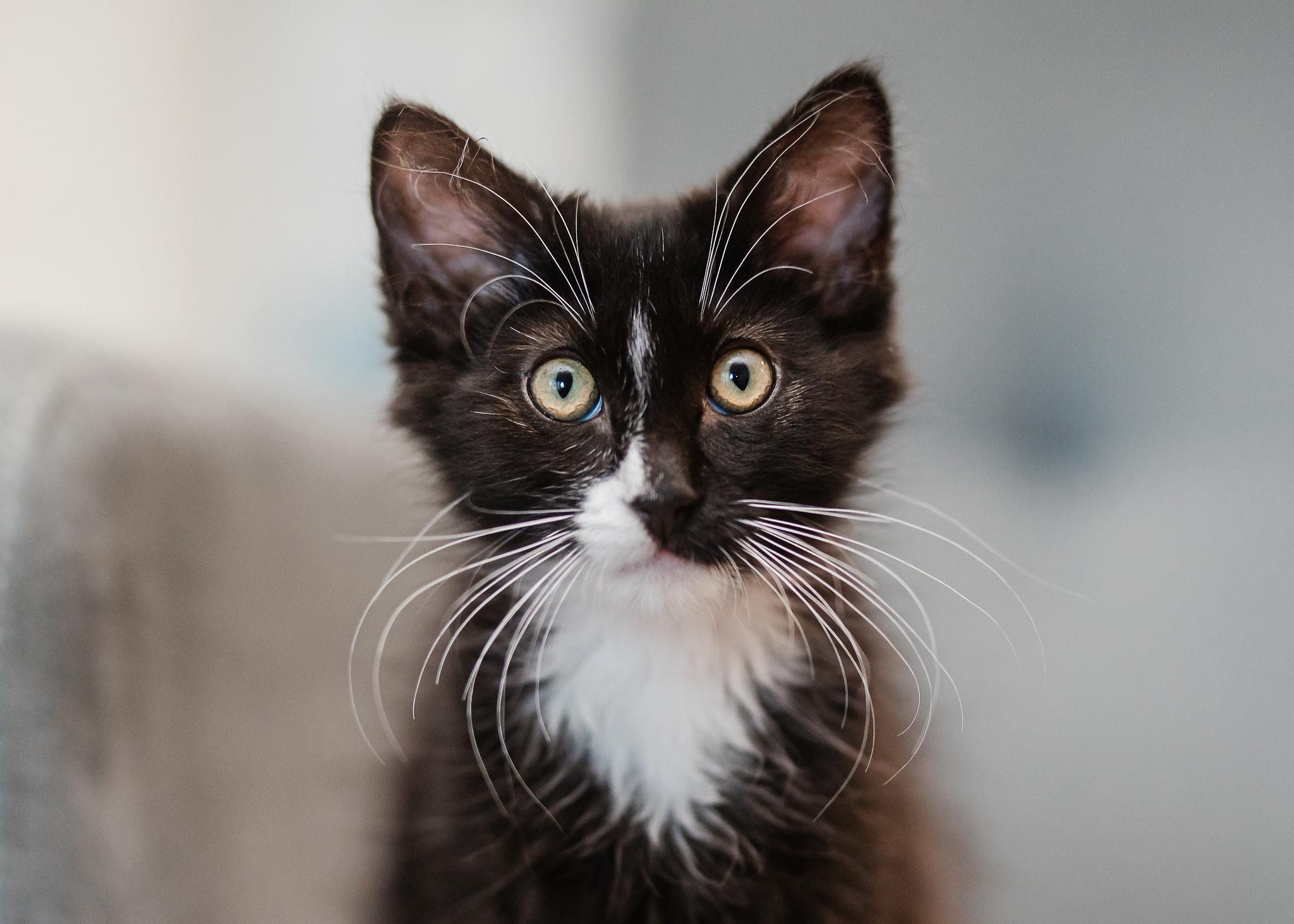 Inky, a ADOPTABLE Domestic Medium Hair in Davis, CA image 3/3