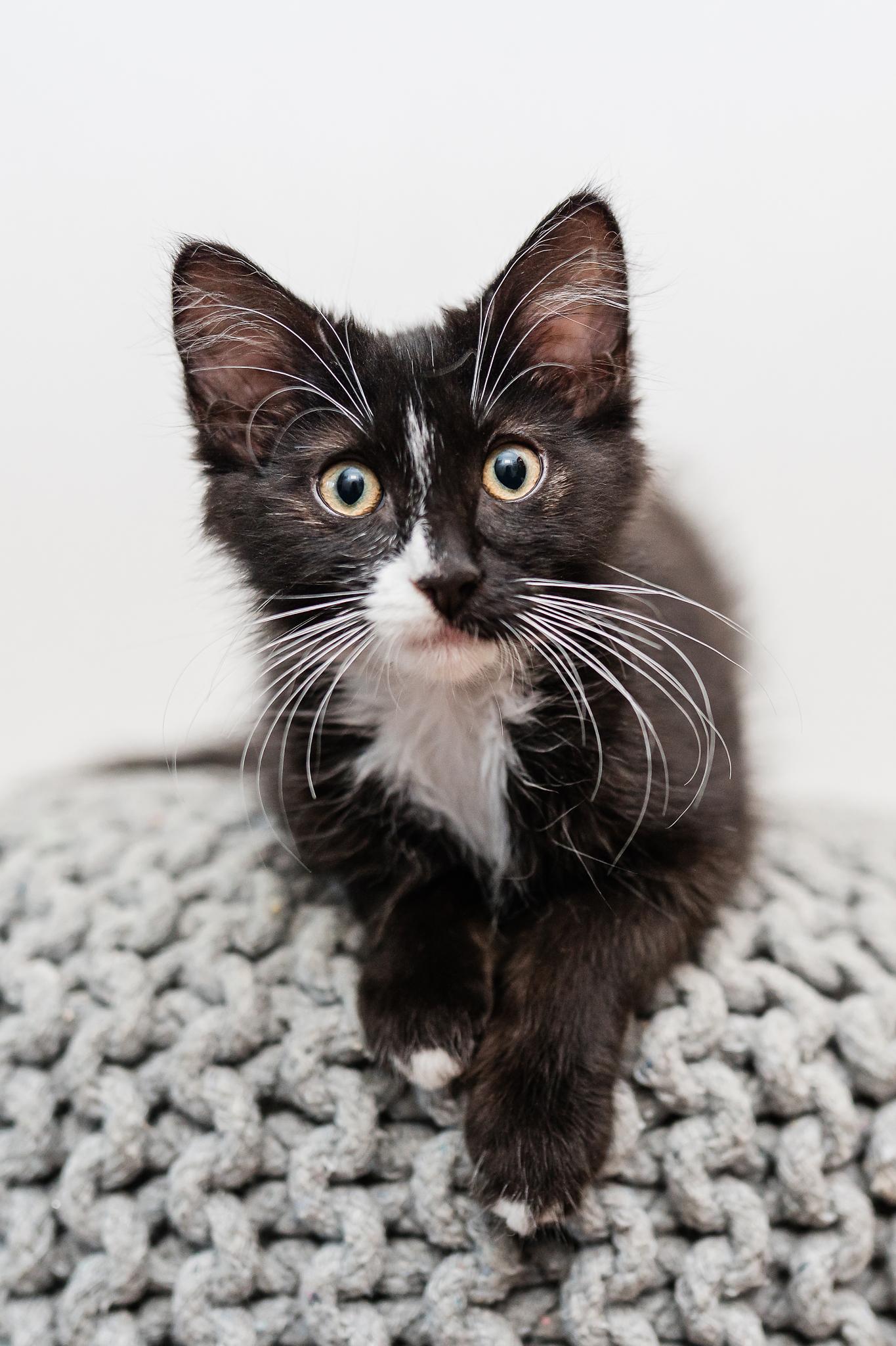 Inky, a ADOPTABLE Domestic Medium Hair in Davis, CA image 2/3