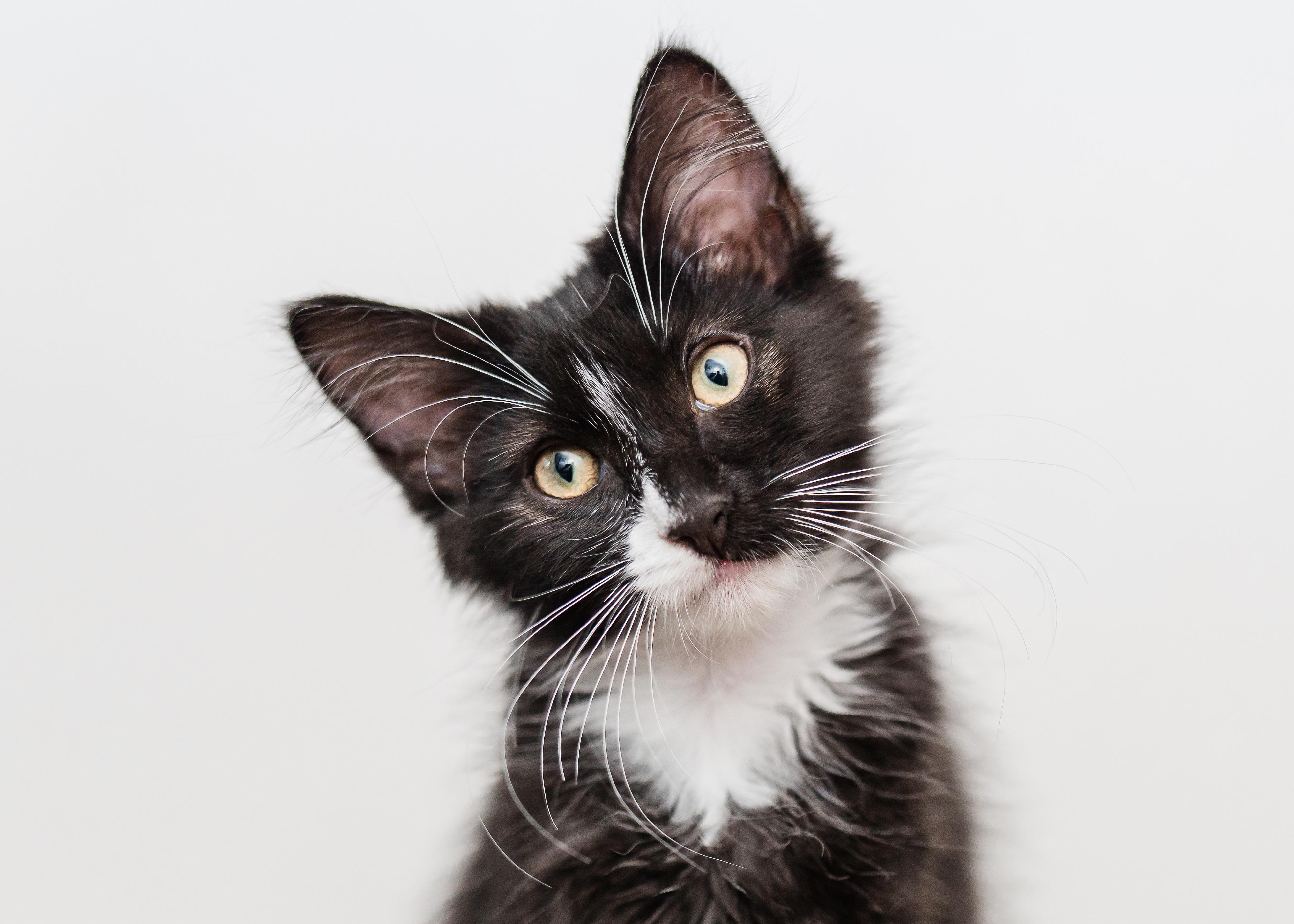 Inky, ADOPTABLE, Kitten Female Domestic Medium Hair.