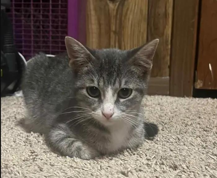 Mitzy, adopted, Young Female Domestic Short Hair.