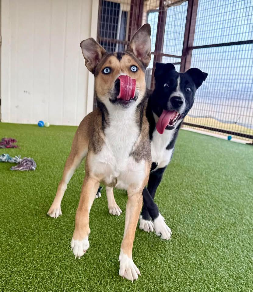 Enlarge Annalise, an adopted mixed breed in Glastonbury , CT image 5/6