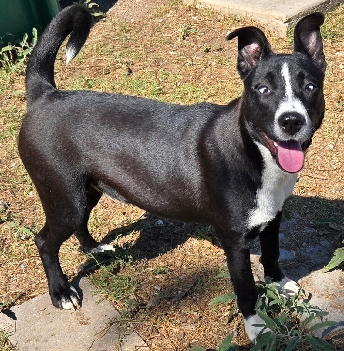 Enlarge Annalise, an adopted mixed breed in Glastonbury , CT image 4/6