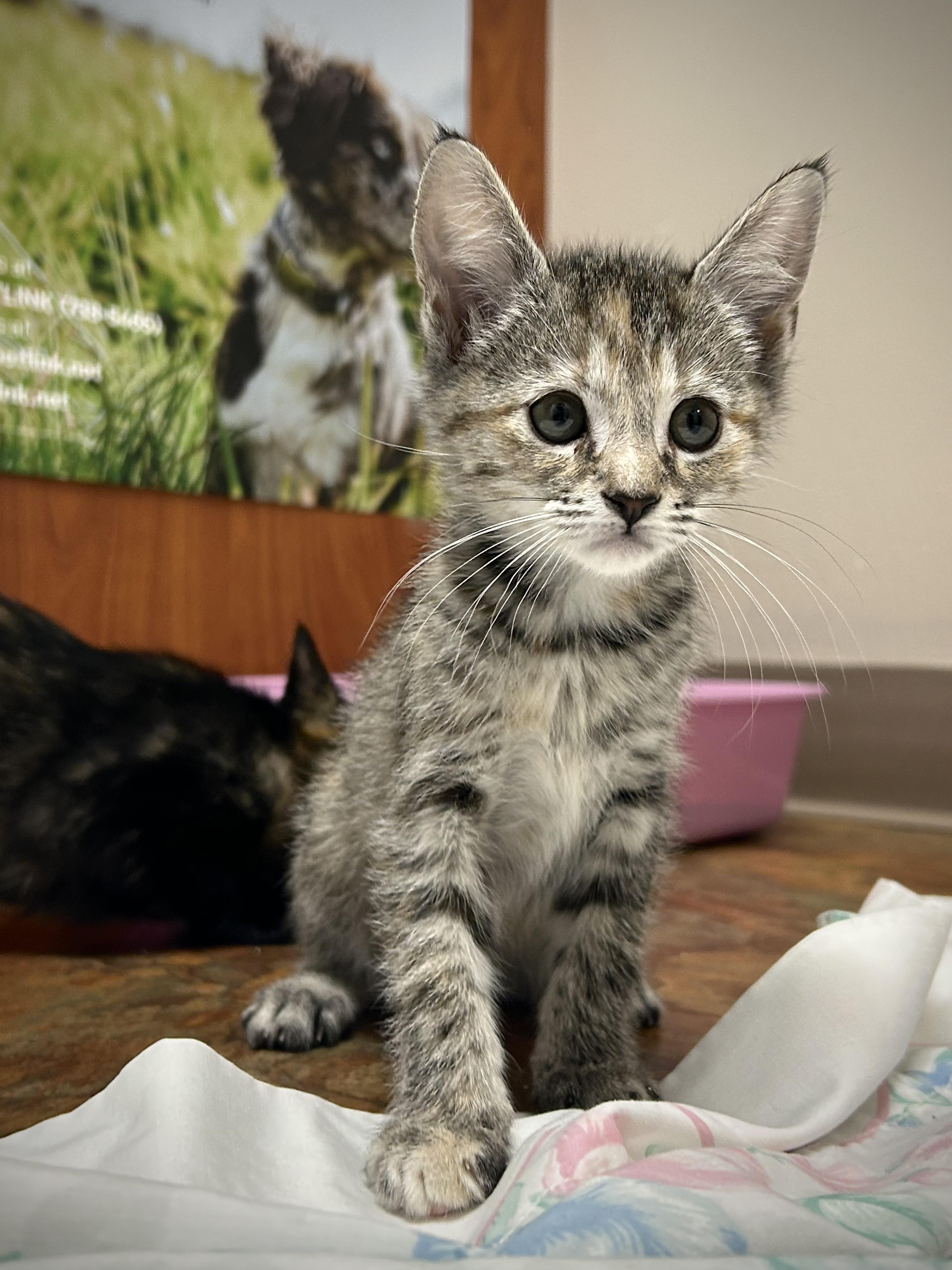 Skechers, adopted, Kitten Female Dilute Calico.