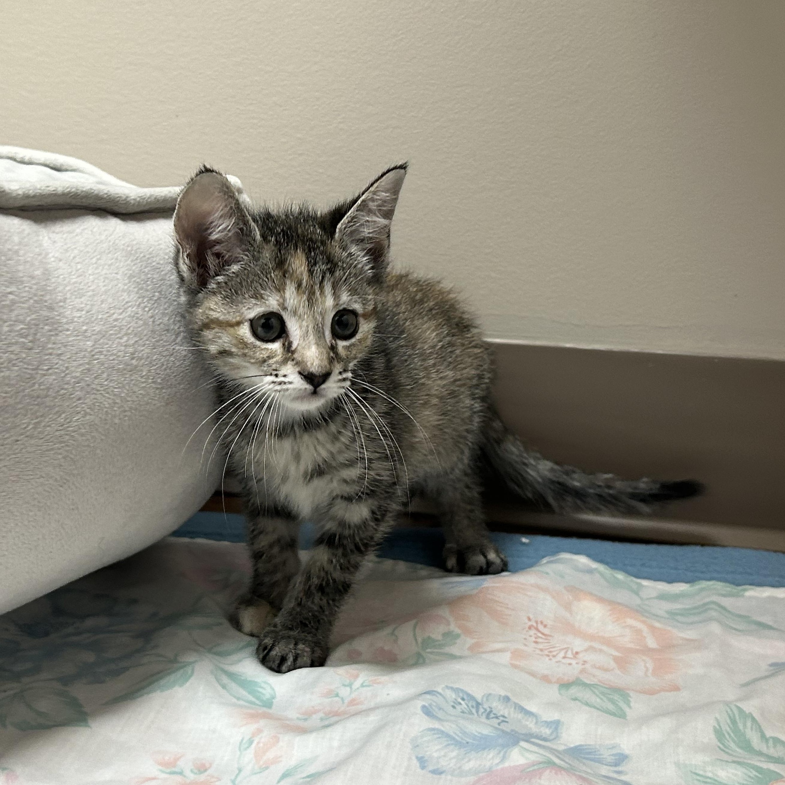 Skechers, an adopted Dilute Calico in Seymour, TN image 2/2