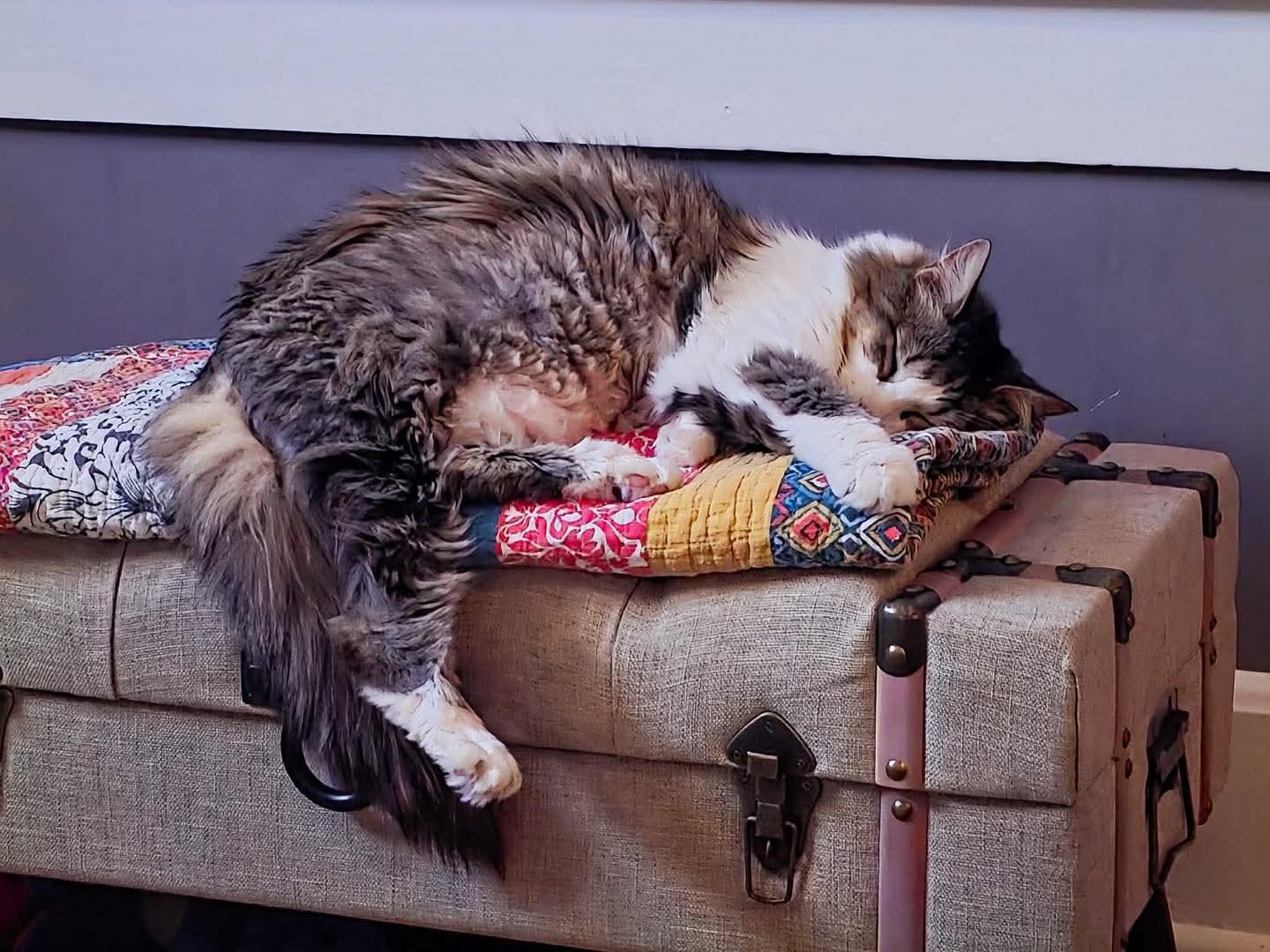 Enlarge Priscilla, a ADOPTABLE Domestic Long Hair in Owensboro, KY image 5/5