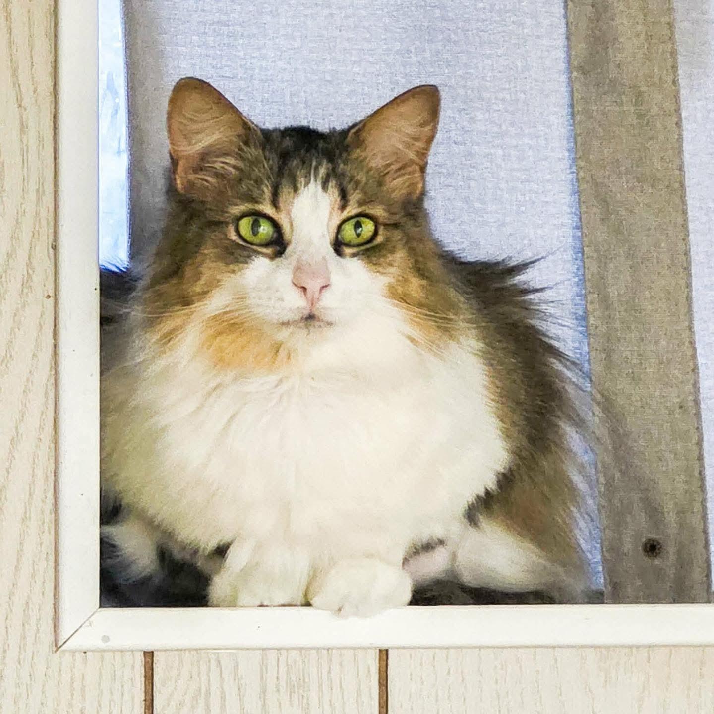 Enlarge Priscilla, a ADOPTABLE Domestic Long Hair in Owensboro, KY image 1/5