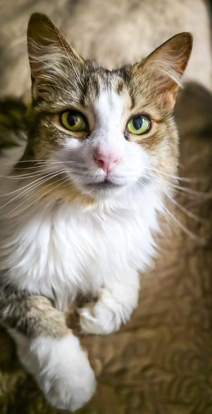 Enlarge Priscilla, a ADOPTABLE Domestic Long Hair in Owensboro, KY image 3/5