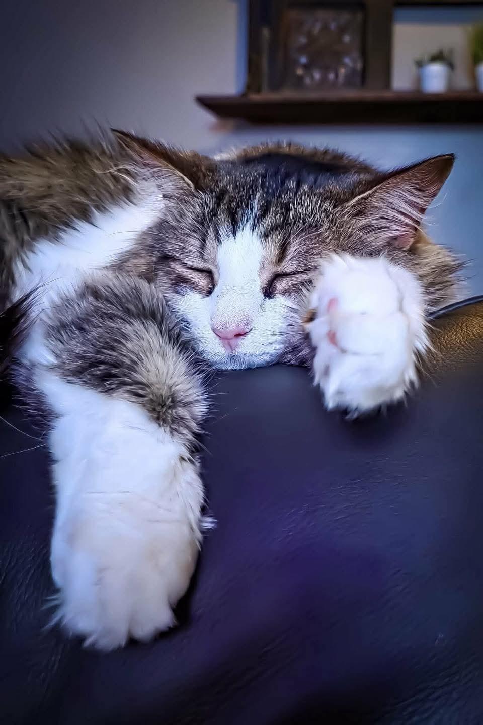 Enlarge Priscilla, a ADOPTABLE Domestic Long Hair in Owensboro, KY image 4/5