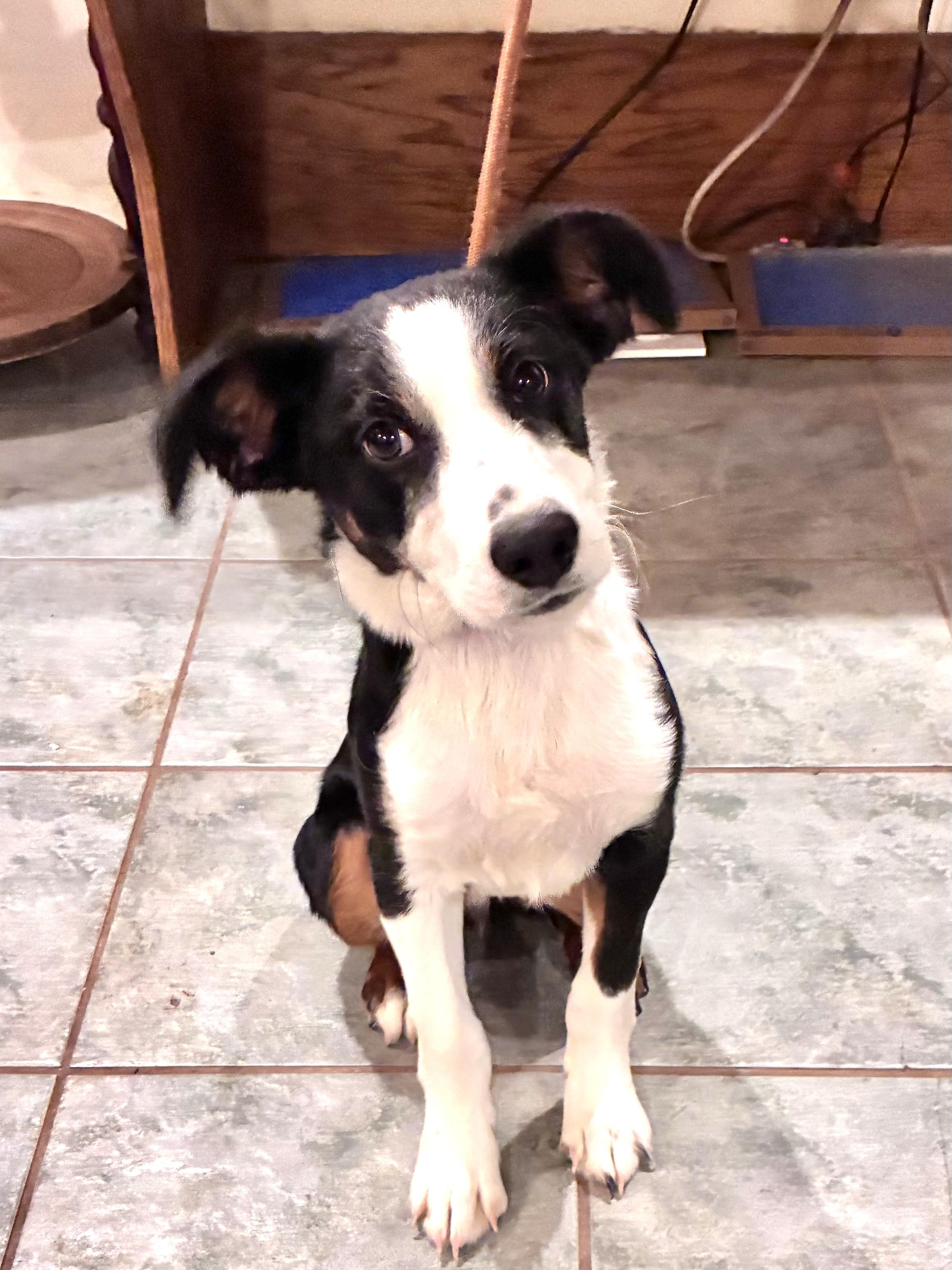 Enlarge Zenie, a Adopted Australian Shepherd in West Chicago, IL image 1/4