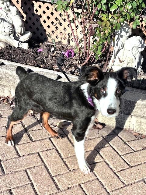 Enlarge Zenie, a Adopted Australian Shepherd in West Chicago, IL image 2/4