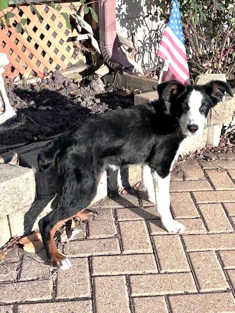 Enlarge Zenie, a Adopted Australian Shepherd in West Chicago, IL image 3/4